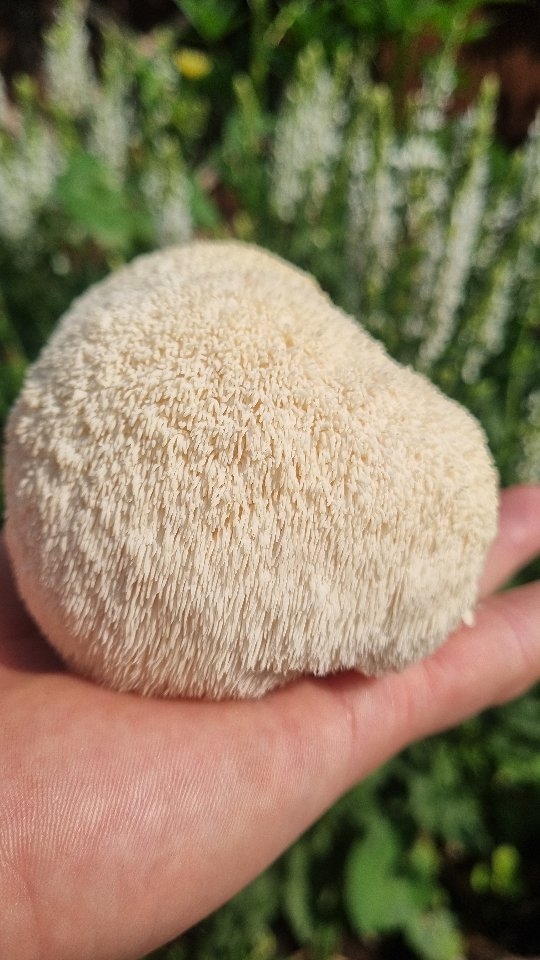 #mushroommagic #lionsmane #mushroomcultivation #mushrooms #mushroomsubstrate #mushlove