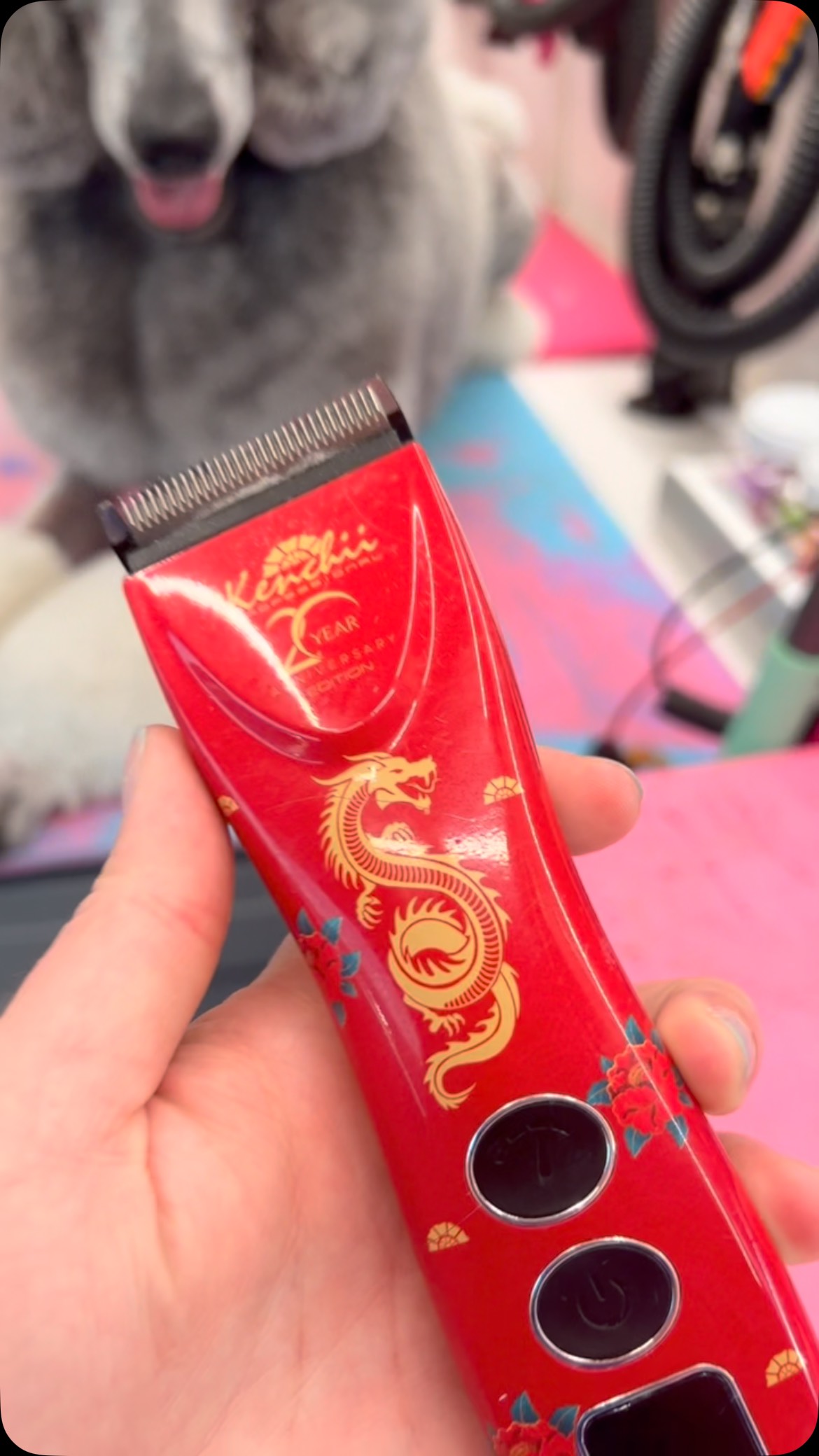 Scott made his mark at PetQuest this weekend! Got our first ever placement in the poodle class, 1st place!! Then we shocked everyone by shaving him down the next day! It was legendary lol!😂 bonus Scott carrying his comb with the handsaver. #dawnofdeshed #dawnofdeshed #mobilegrooming #trachsaver #handleit #allforgroomers #epicthemusical #legendary #handsaver #petquest #shavedown #showdog #shock #firstplace🥇🏆