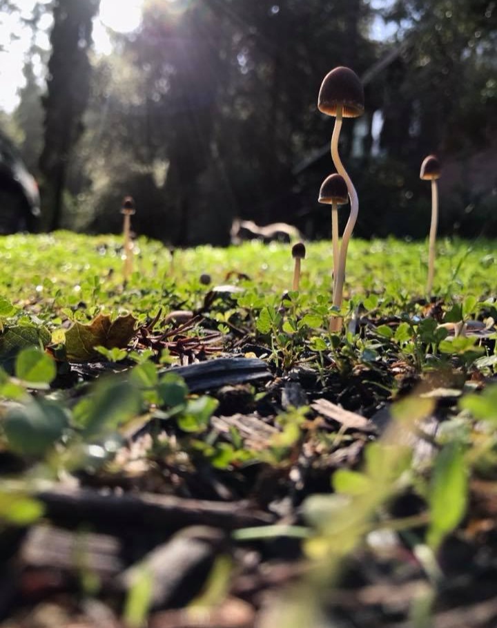 "Fungi and Feline" by Mari Stauffer Howard
Taken by by phone upside down on the grass.
"Feline grace and lithe" appearance of the mushrooms along with the original feline in the background.
Psathyrella corrigus or P. bipellis.
#mushroomphotography
@maristauffer