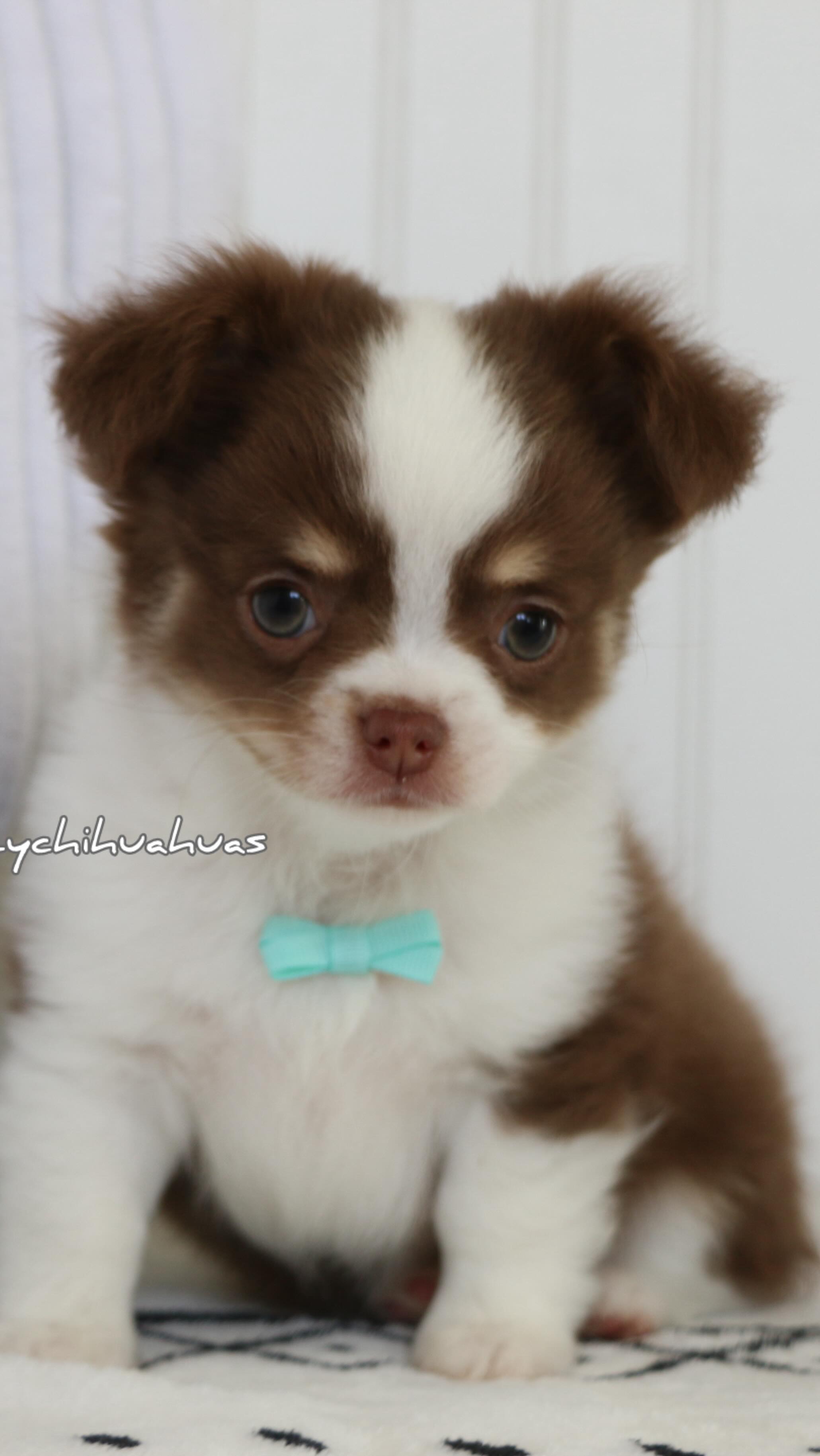www.myfuzzychihuahuas.com #chihuahua #fyp #cute #available