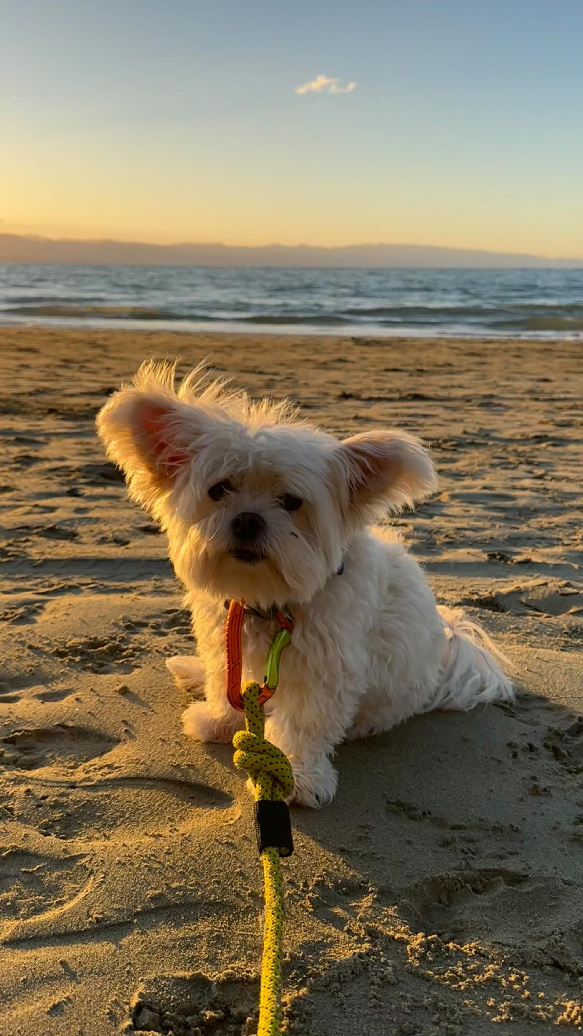 Pack an order with me !!!!!!!
#nzsmallbusiness #dogsnz #ratuski #ecobusiness