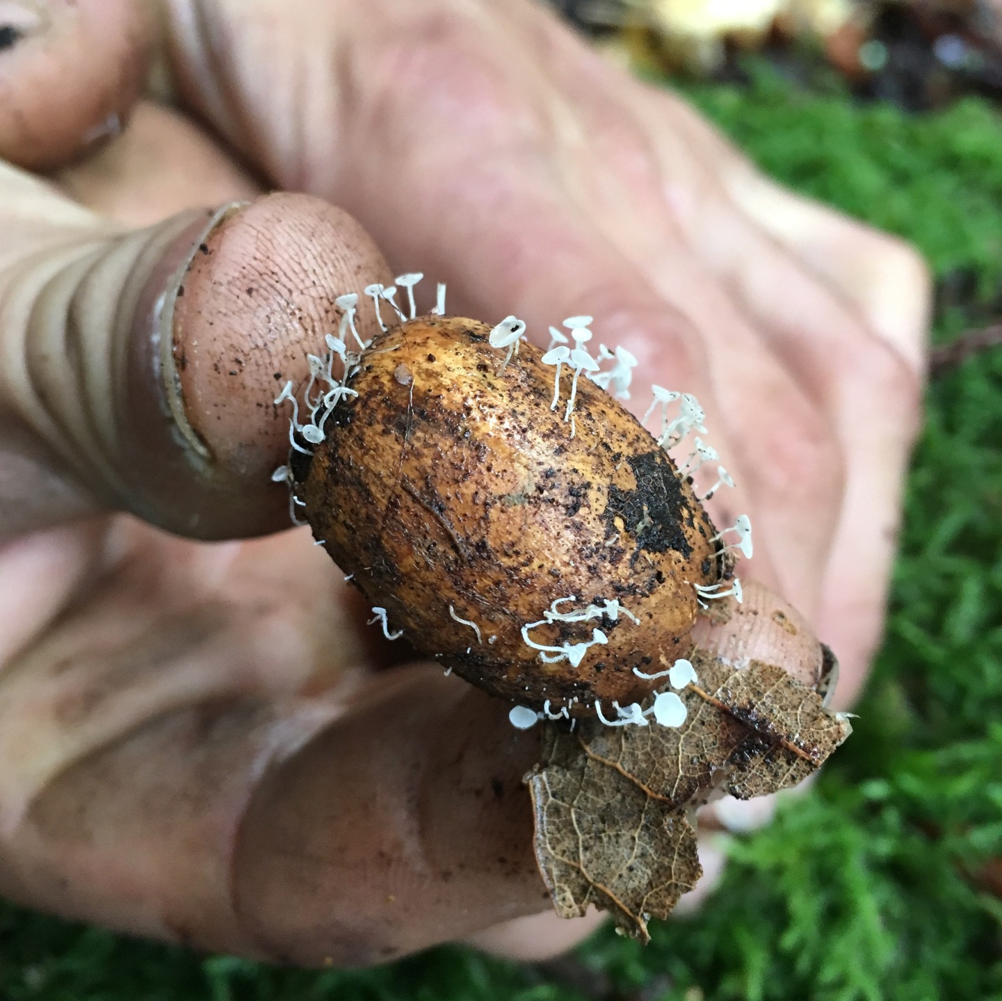"Mushy Acorn" by Anisa Etemadi
This mushroom-covered acorn was found under a decomposing log in the Santa Cruz mountains. The photo was taken by Anisa Etemadi and the acorn was found by Zac Vavoulis.
We believe they are Hymenoscyphus fructigenus, a saprobic mushroom found on only certain nuts!
Date: December 11, 2016
Camera: Apple iPhone 6s
ISO Speed: 100
Exposure: 0.03 sec
Focal Length: 4 mm
Aperture: f/2.2
Flash Used: No
#mushroomphotography