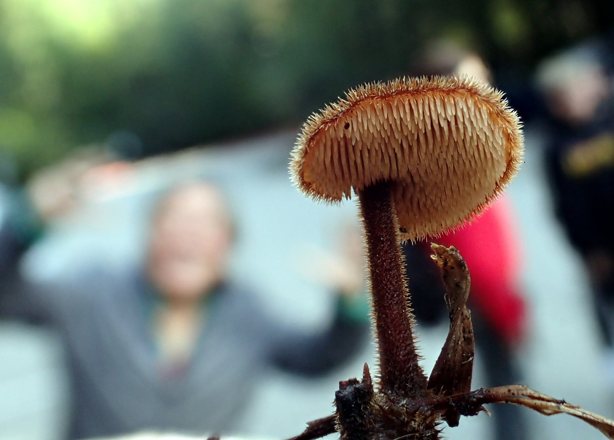 "Auriscalpium vulgare" by Dan Tischler
Auriscalpium vulgare: The ear-pick or pine cone mushroom is a member of the order Russulales, making it a close relative of russula and lactarius species along with stereum and hericium.
Date: January 19, 2019
Camera: OLYMPUS CORPORATION TG-4
ISO Speed: 200
Exposure: 0.01 sec
Focal Length: 6 mm
Aperture: f/3.2
Flash Used: No
#mushroomphotography
@dotischler