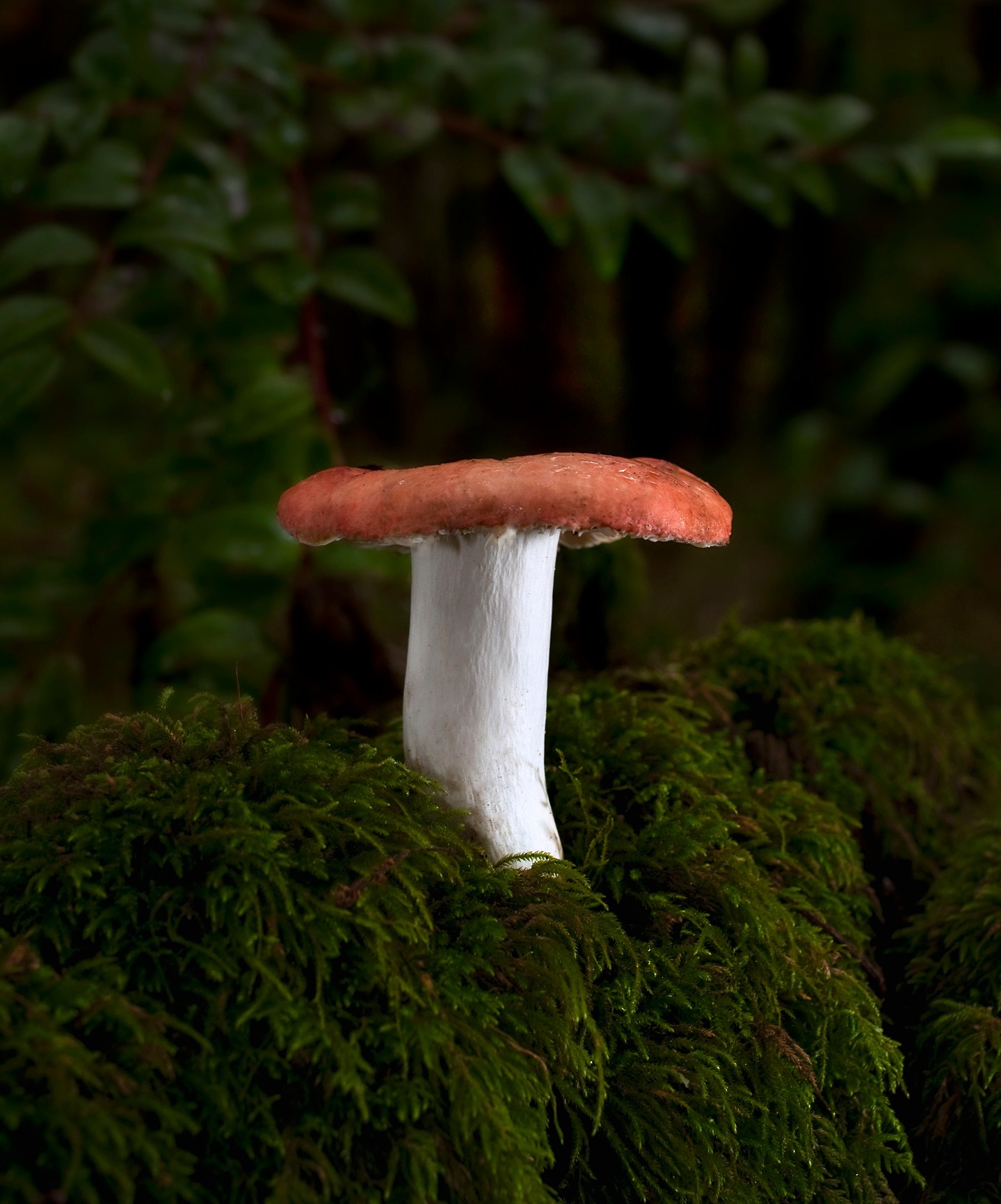 "Red Russula" by Justin Ciccone
This beautiful Russula was photographed by Justin Ciccone during a nice rainy hike at Nisene Marks park on November 19, 2014. Happy Holidays!
Date: November 19, 2014
Camera: NIKON CORPORATION NIKON D90
ISO Speed: 125
Exposure: 0.02 sec
Focal Length: 35 mm
Aperture: f/7.1
Flash Used: Yes
#mushroomphotography
@digital_chisel