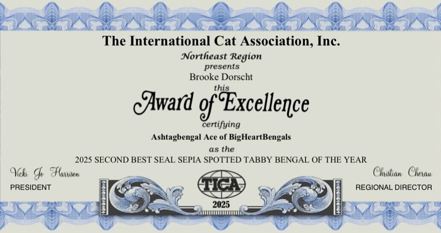 So proud of our handsome boy, Ashtagbengal Ace of BigHeartBengals 🤍
•
•
•
#bengal #bengalcat #bengalkitten #bengalbreeder #tica