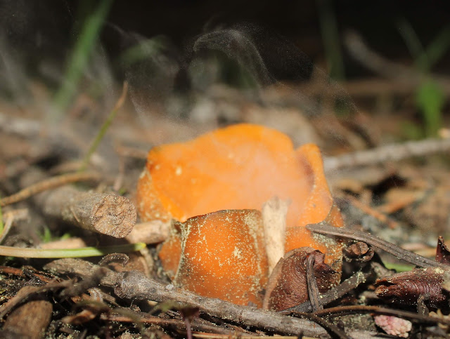 "Puff of Smoke" by Hugh Smith
Caloscypha fulgens
Date of photo: 04 June, 2016
#mushroomphotography