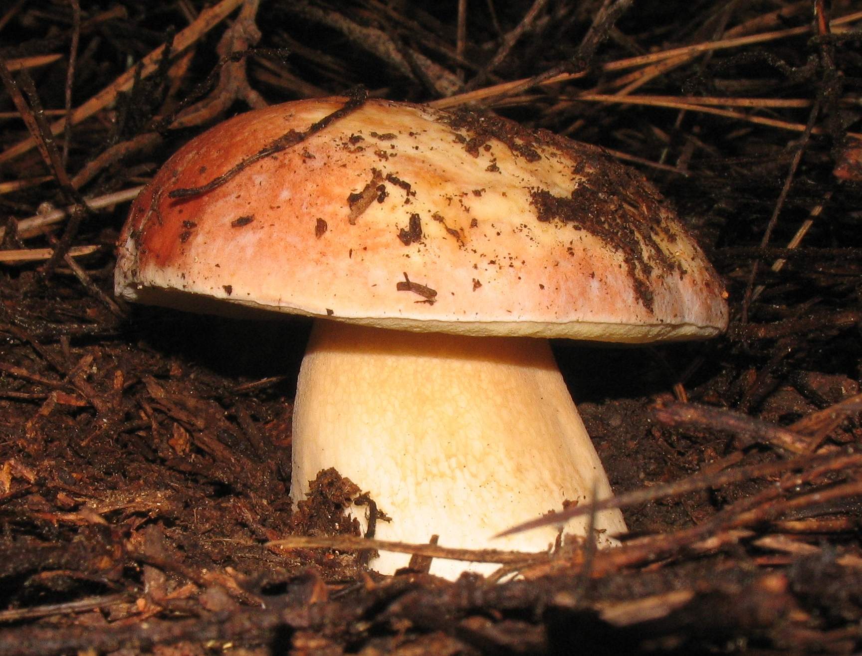 "Boletus rex-veris" by Hugh Smith
"Boletus rex-veris, commonly known as the spring king bolete, is a basidiomycete fungus of the genus Boletus found in western North America. The large, edible fruiting bodies known as mushrooms appear under pine trees, generally in May to June." (Wikipedia)
Photo date: Early 2015
#mushroomphotography