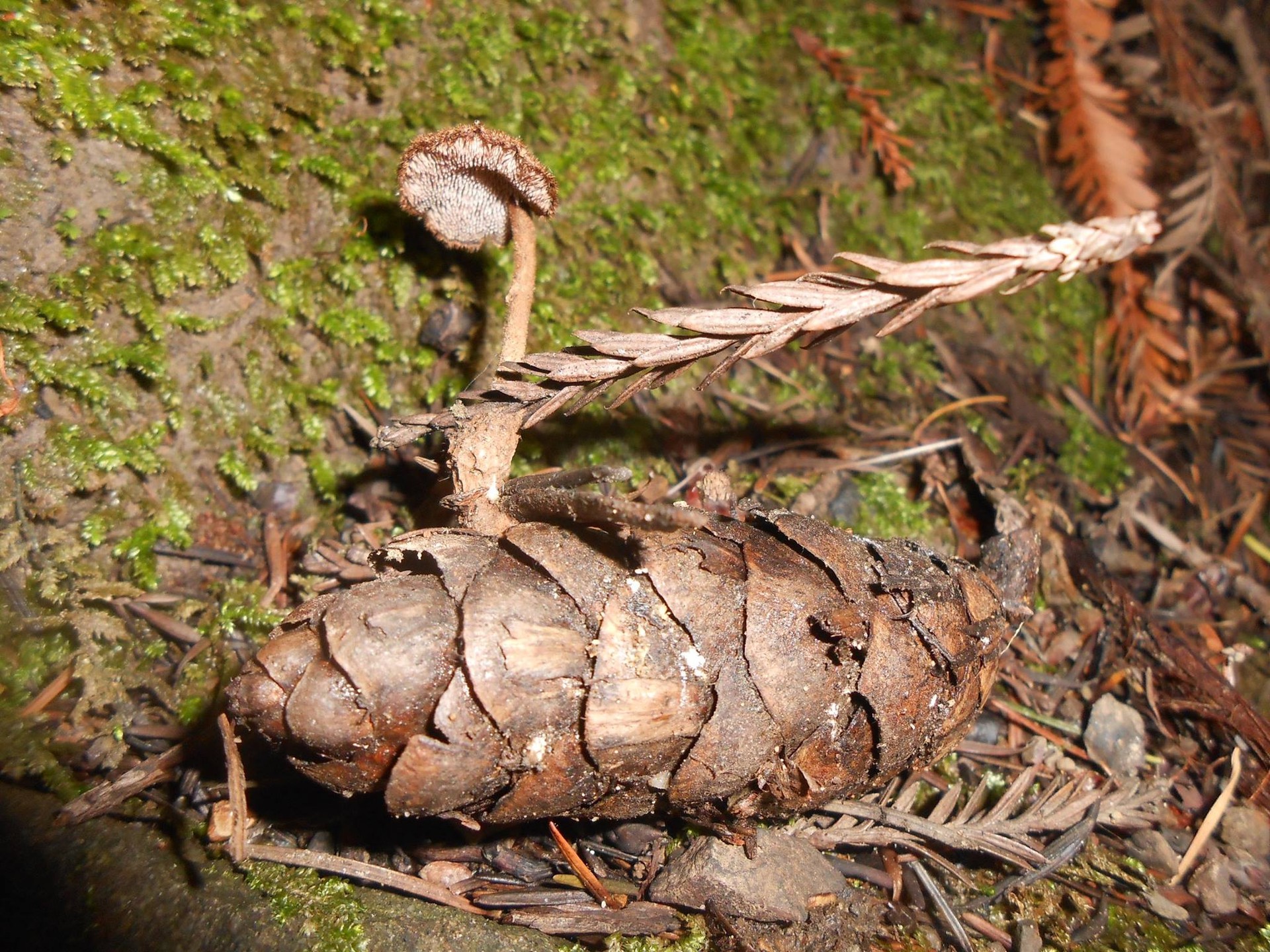 "Auriscalpium vulgare" by Cassandra Fuentes
Exploring the Soquel Demonstration Forest at the FFSC local foray in February, and though the weather was amazing, the fleshy fungi were few and far between... None-the-less, there was some really cool finds, including Hericium coralloides (a choice edible related to Lion's Mane), an Auriscalpium vulgare.
Date of photo: February 2016
#mushroomphotography