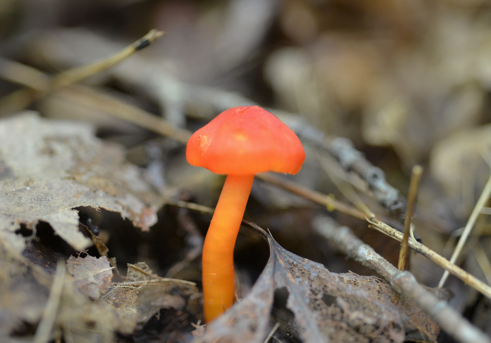 "Scarlet Waxy Cap" by Jim Kern
Scarlet waxy cap in Mesick, Michigan.
Date: August 19, 2017
Camera: NIKON CORPORATION NIKON D600
ISO Speed: 200
Exposure: 0.08 sec
Focal Length: 60 mm
Aperture: f/3.5
Flash Used: No
Read up on waxy caps in this FFSC article by Noah Siegal:
https://ffsc.us/MOM/2016/Waxy
#mushroomphotography
