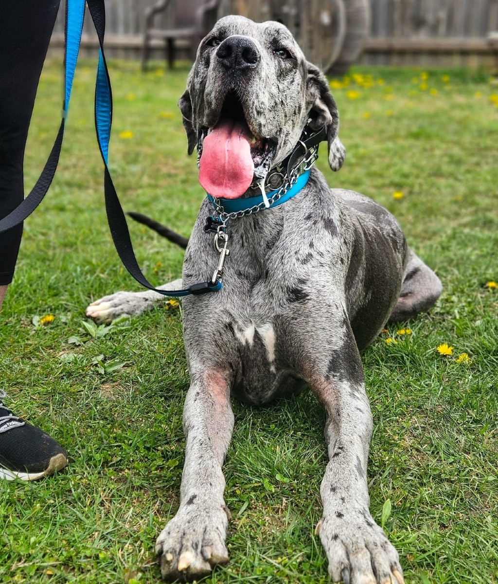 It’s amazing what structured daily training can do. Board & Train gives your puppy the tools they need to grow into a well-mannered dog—with confidence, focus, and consistency at the core of every session.
We’ll do the heavy lifting—then teach you how to keep it going at home. Summer sessions are booking fast! Give me a call or send me a DM to learn more!
#TrainTheDogYouWant #BoardAndTrain #ColumbusOhio #ColumbusDogTrainer
