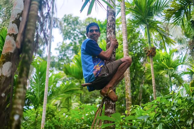 The Hands That Sustain. The Lives That Don’t.
A 3-part series by Rohan Fernandes (@rohanyuri)
These photos of Goa's Coconut Climbers / Toddy Tappers / Renders were shot during Ganesh Chaturthi, when coconuts are picked for Matoli decorations.
"You can see the climber's finesse, the muscle memory telling him exactly where to hold, even on an unfamiliar tree."
What was once a common profession has now fallen to the sidelines.
"Erratic climate damages trees & sap quality, combined with the associated risk & low pay, have discouraged a lot of Goa's youth."
Perhaps we'll find a way to get our hands on the high-hanging fruit, but will they?
📸 Behind the scenes: "I positioned myself almost flat beneath the palm, letting the curve of the trunk guide the viewer’s eye upward. To emphasise scale and movement, I took a wide-angle shot."
#theimpactsociety #tradition #culture #heritage #traditionalprofessions #conservation #climatechange