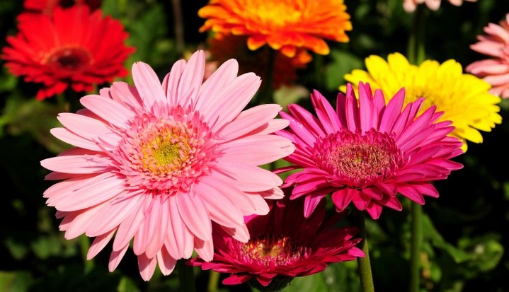 Summer's just around the corner. What are some of your favorite plants?
https://www.rfr.bz/i22007b
#landscaping #lawncare #flowers #terrehaute #plants https://www.rfr.bz/i22007b https://www.rfr.bz/i7b8817