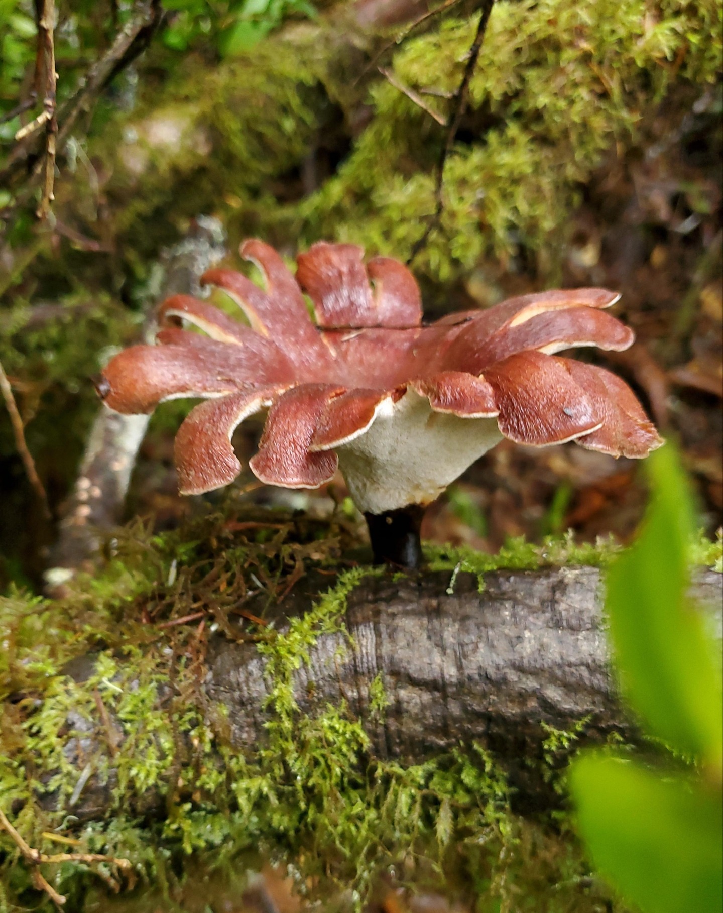 "Mushroom Flower" by Alex Russakovsky
Found on a yearly trip to the Mendonoma coast that we always dedicate to the memory of Ryane Snow. Spent some days under pouring rain hunting for edibles, however not much to report. About 200 chanterelles (3 different varieties), 15 matsutake, 20 honeys, a couple of pigs' ears.
Date of Photo: December 2019
#mushroomphotography