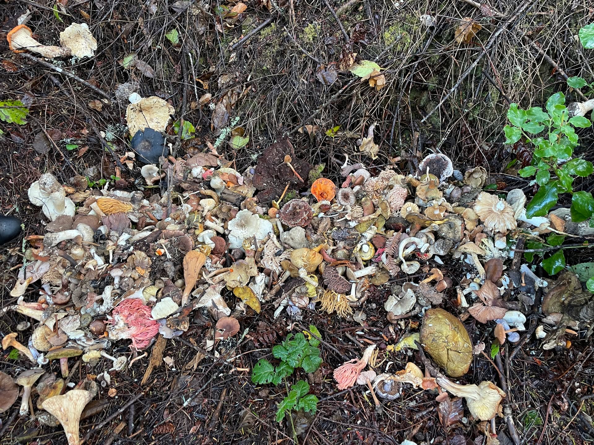 "If you have a better photo, why don't you submit it?" by Anonymous
FFSC members share photos with each other in our Facebook group, on our ffsc.us website, and in our club mailing list. If you're an FFSC member or a likeminded fungiphile, we'd love to see your mushroom photos too!
https://ffsc.us/
https://www.facebook.com/groups/fungusfederation
Date: December 04, 2022
Camera: Apple iPhone 12 mini
ISO Speed: 125
Exposure: 0.01 sec
Focal Length: 4 mm
Aperture: f/1.6
Flash Used: No
#mushroomphotography