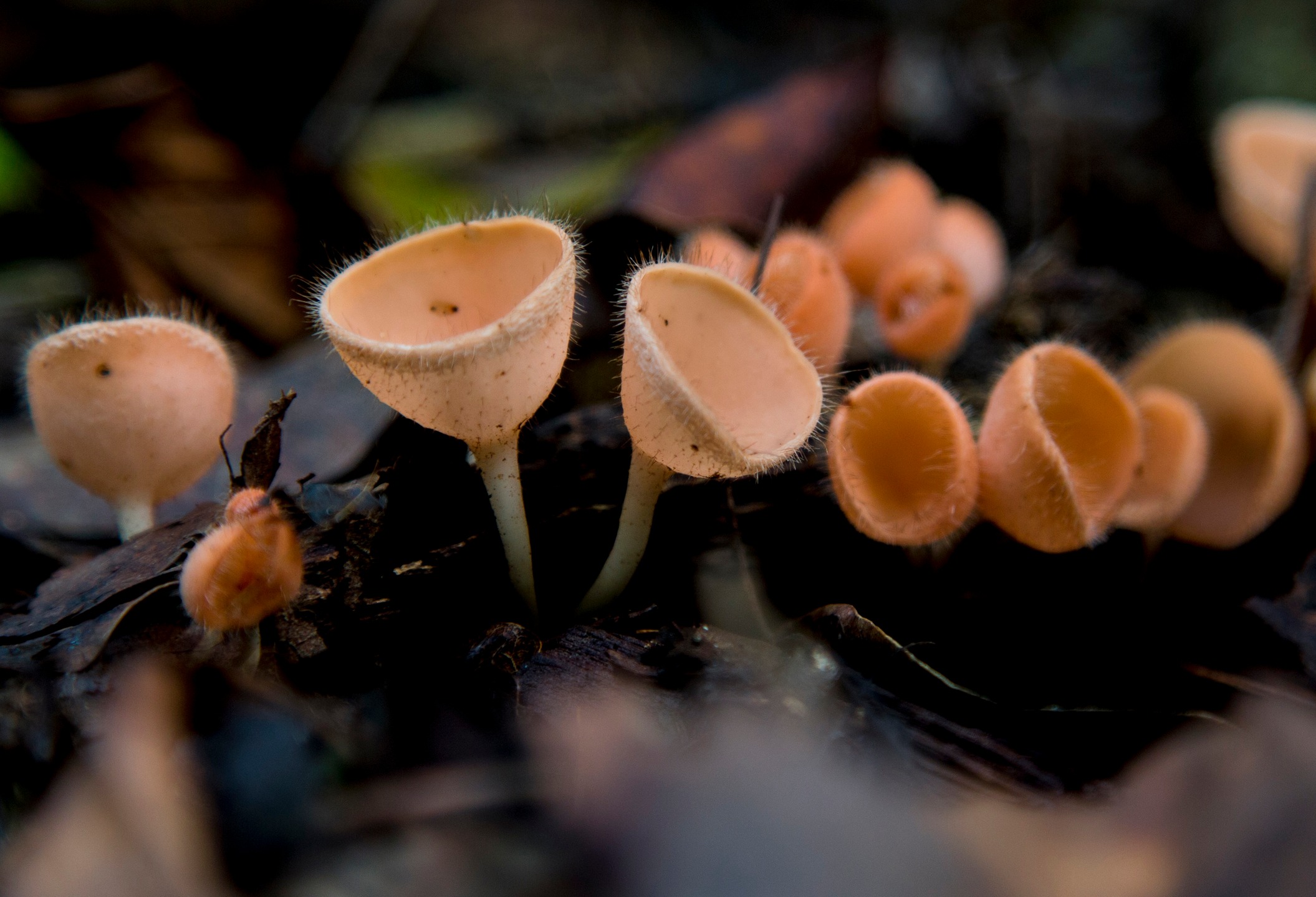 "Cookeina Kuntze sprouting from forest litter in Quintana Roo, Mexico" by Yev Nyden
Thank you Yev Nyden for contributing this exotic find from Quintana Roo, Mexico. He says he stumbled upon this peculiar looking mushroom while hiking Nohoch Mul temple in Coba. Enjoy!
More about cup fungi in the genus Cookeina: http://en.wikipedia.org/wiki/Cookeina
Observation on mushroomobserver: http://mushroomobserver.org/image/show_image/513683?obs=201961&q=2XLpe
Date: November 26, 2014
Camera: Canon Canon EOS 5D Mark III
ISO Speed: 500
Exposure: 0.50 sec
Focal Length: 97 mm
Aperture: f/4.0
Flash Used: No
#mushroomphotography
@yevgenynyden
