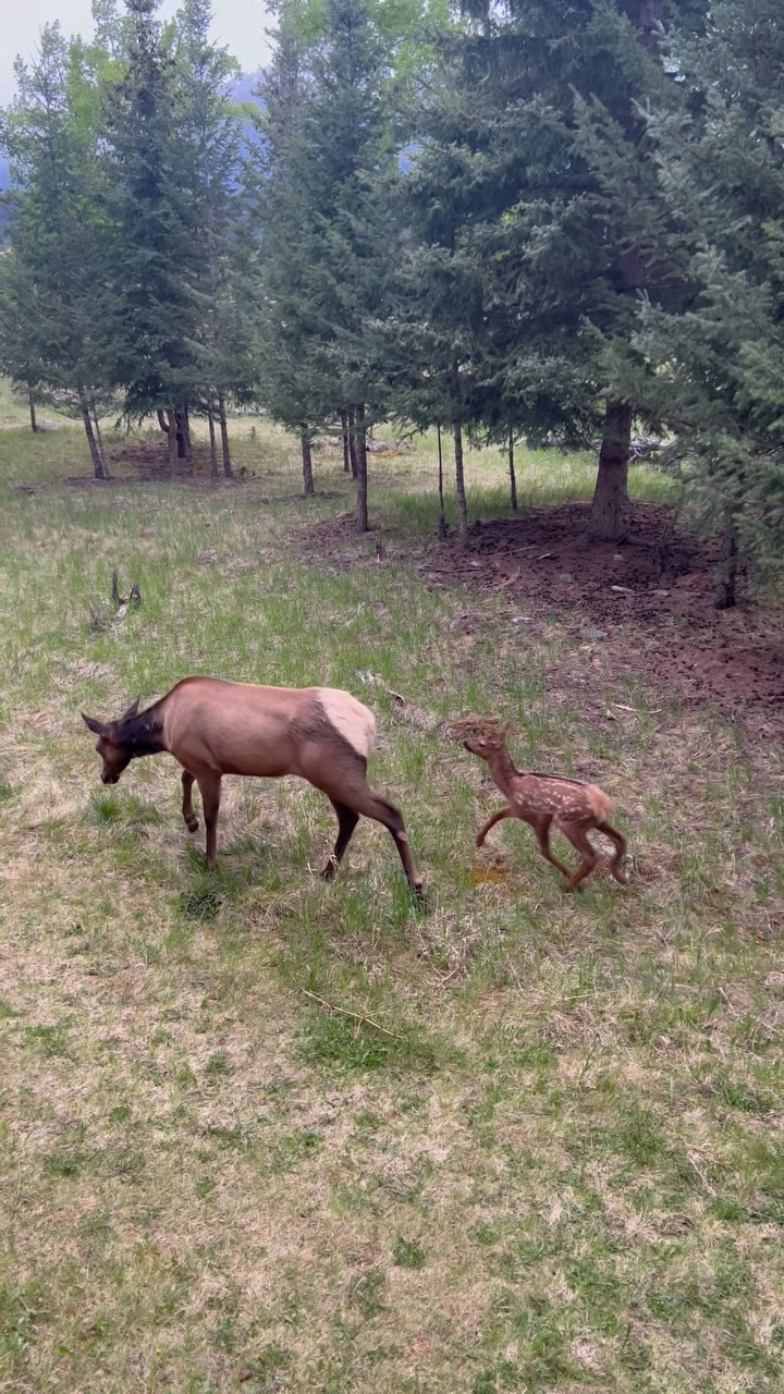 pov: you get to watch this from your bedroom window 🦌
#MakeSpecialHappen #JoinOurTeam #MountainLiving #LeadershipOpportunity #Wildlife