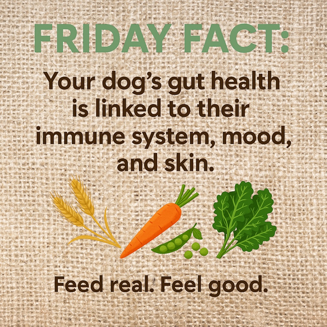 FRIDAY FACT:
Your dog’s gut health does more than you think—it’s linked to their immune system, mood, and even skin.
That’s why Roo Food skips fillers and sticks to real, wholesome ingredients like barley, carrots, peas, and kale.
Simple, digestible, and made to keep tails wagging.
🍲 Feed real. Feel good.
#FridayFact #RooFoodCanineCuisine #RealIngredientsForDogs #DogGutHealth #FeedRealFeelGood