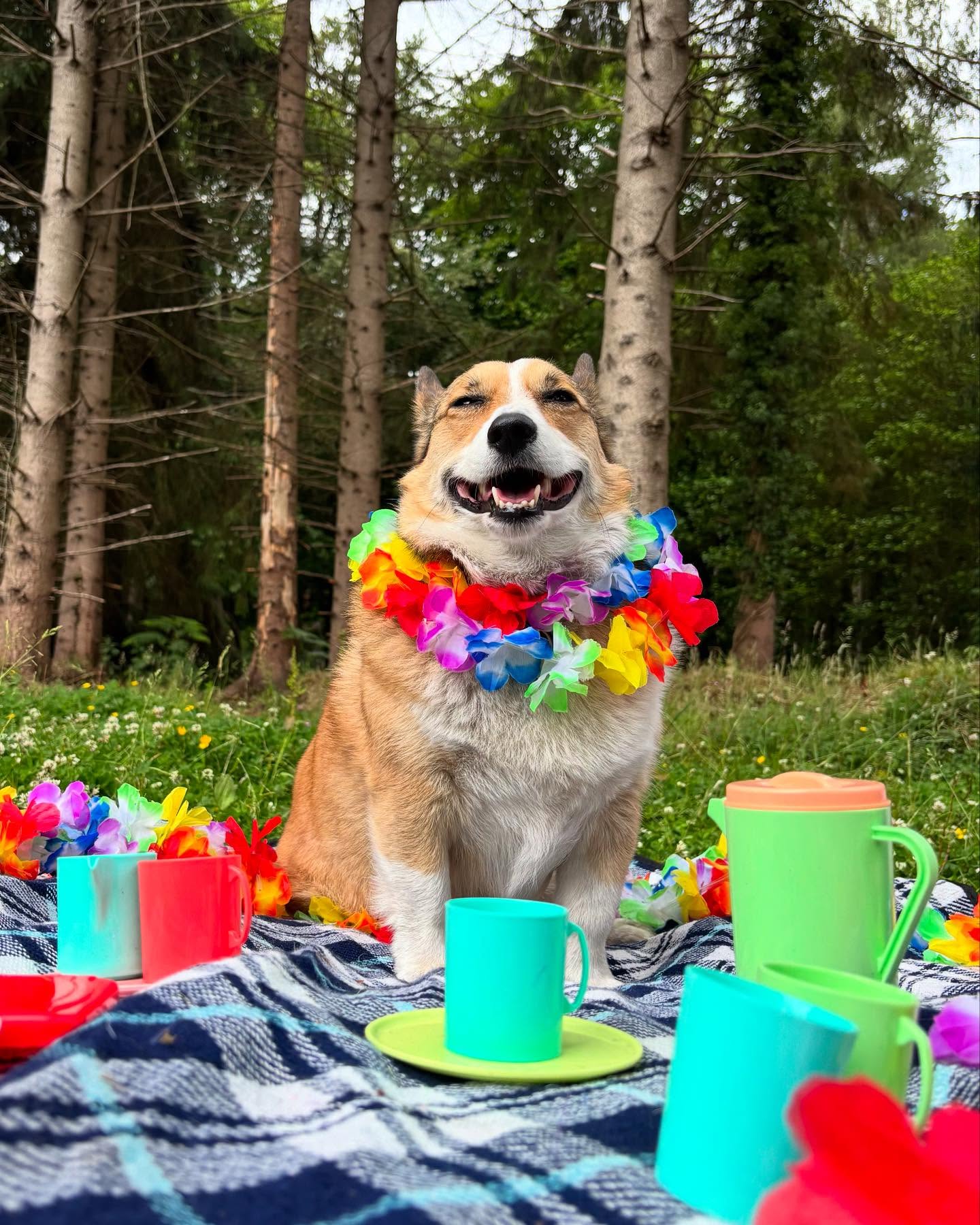 Sunshine, sniffs, and pup-approved tea parties! 🌸☀️ Our furry guests enjoyed a week of garden party bliss—floral scent games, sunbathing lounges, and treats served with extra tail wags. The pawfect start to summer! 🍵🐾 #GardenPartyPaws #SunshineAndSniffs #PawsAndPetals