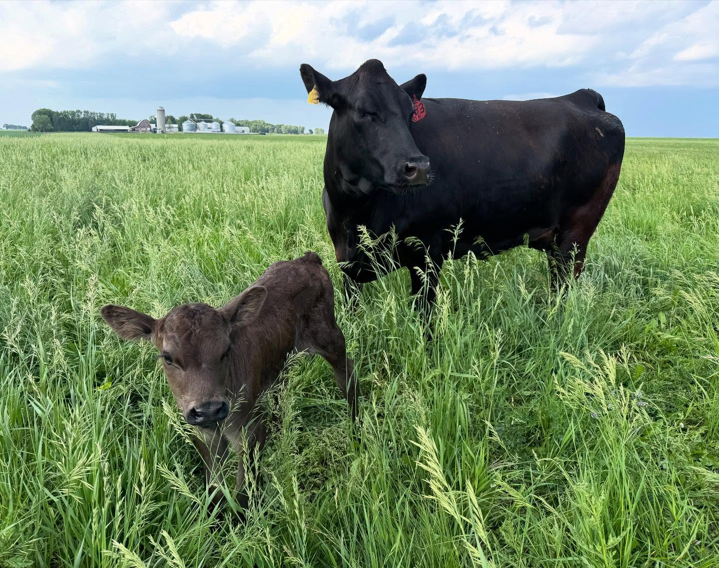 #mnwagyu #cowcalfpair #outtopasture #mnfarm 📸 - Kurt
