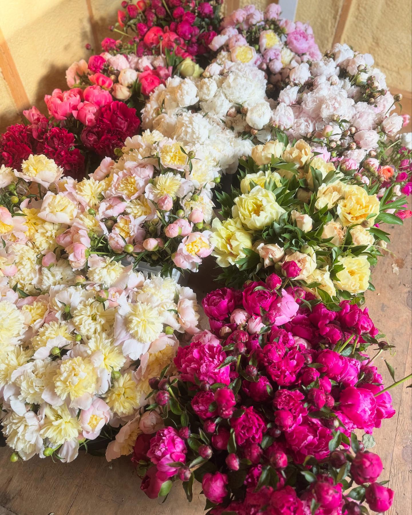 The peonies are going absolutely nuts! Our absolute fav!
.
.
.
.
.
.
.
.
#peonies #peonyseason #flowerfarmer #flowers #flowerfarm #shoplocal