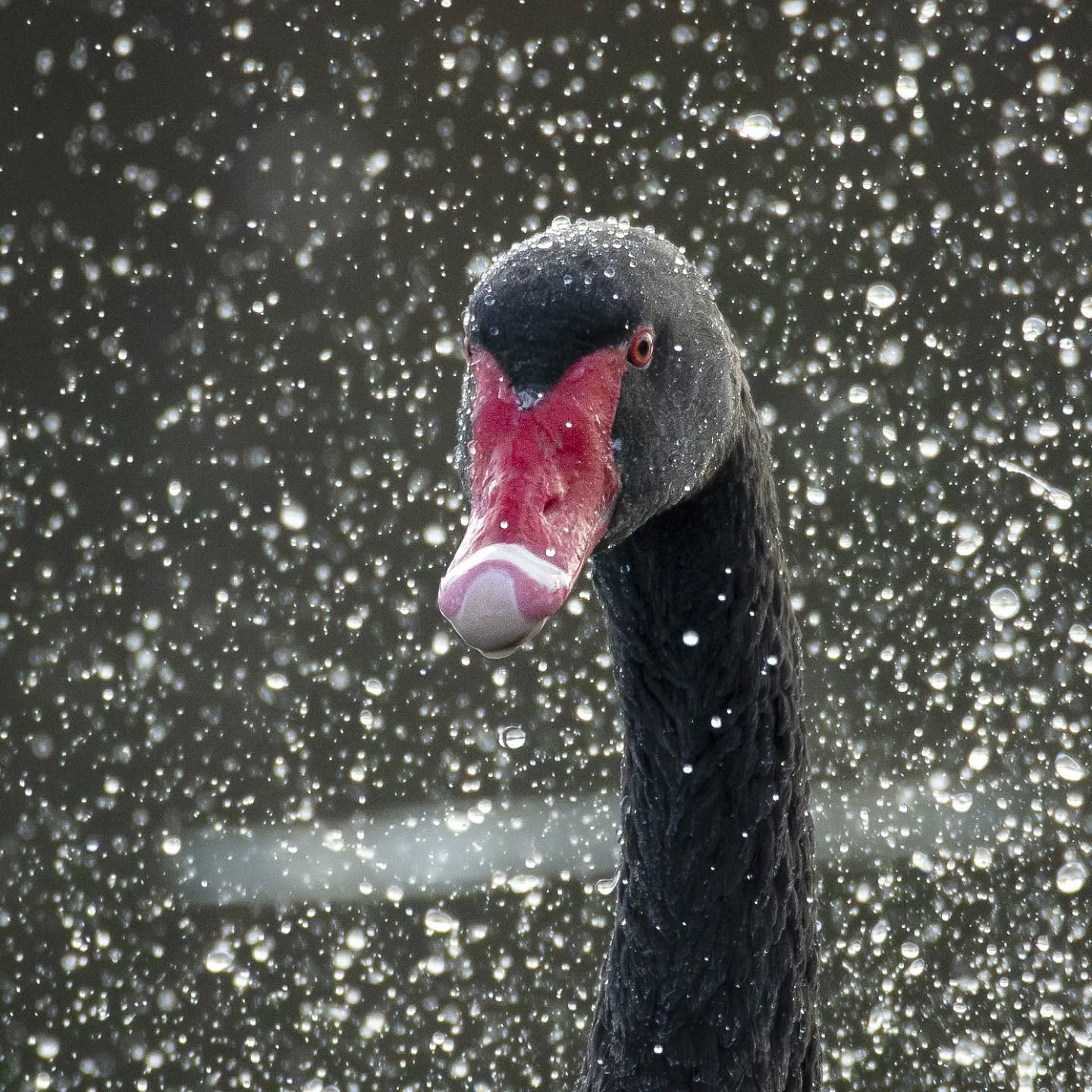 Is it snowing?
Black swan, State bird of Western Australia..
@aneyefordetails
#bird #birds #birdphotography #birdsofinstagram#animalsofinstagram #wildlifeofinstagram #wildlifephotography #nature #naturephotography #wild_perfection #wildlifeaddicts #nikon #nikonaustralia #planetearth #nationalgeographic #centennialpark #australiangeographic #sydney