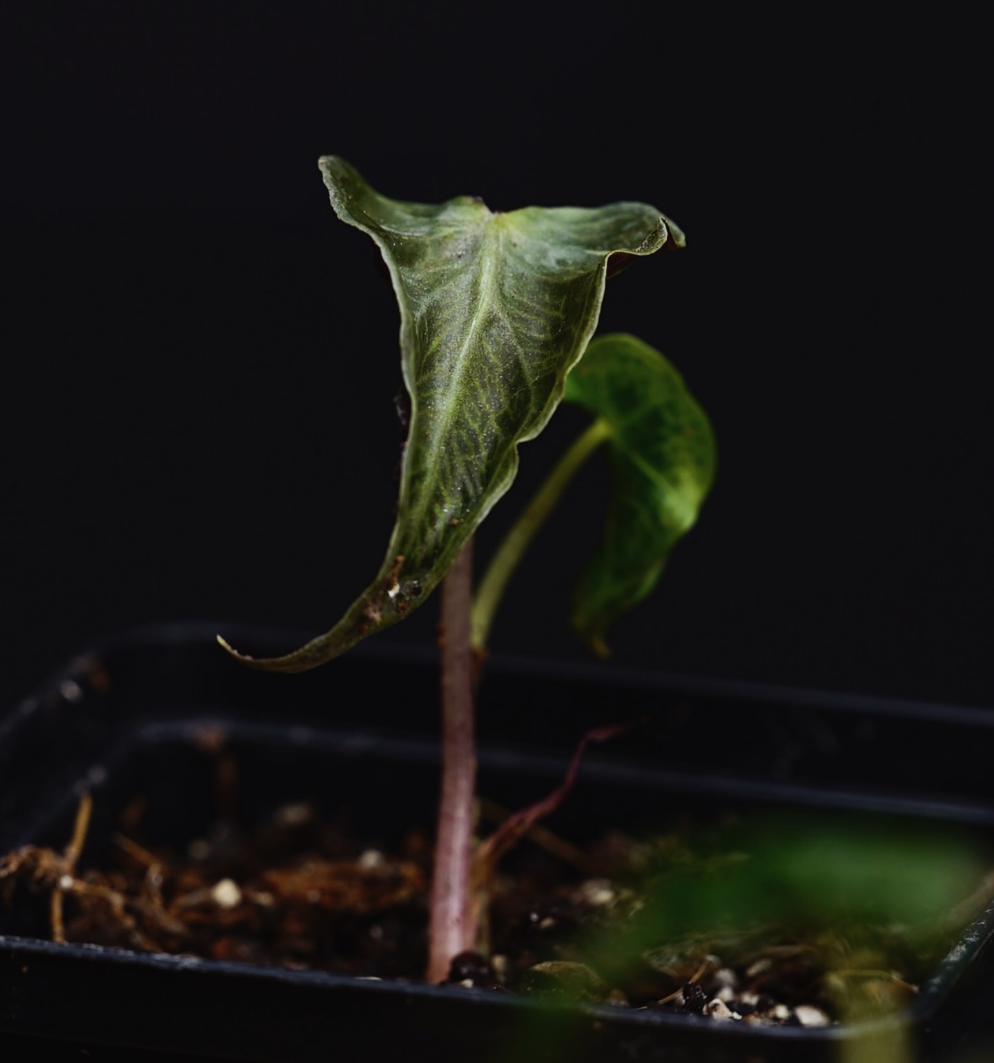 Some ripper new additions to the website starting at only $19! Alocasia Loco, Colocasia Milky Way & Anthurium Warocqueanum.