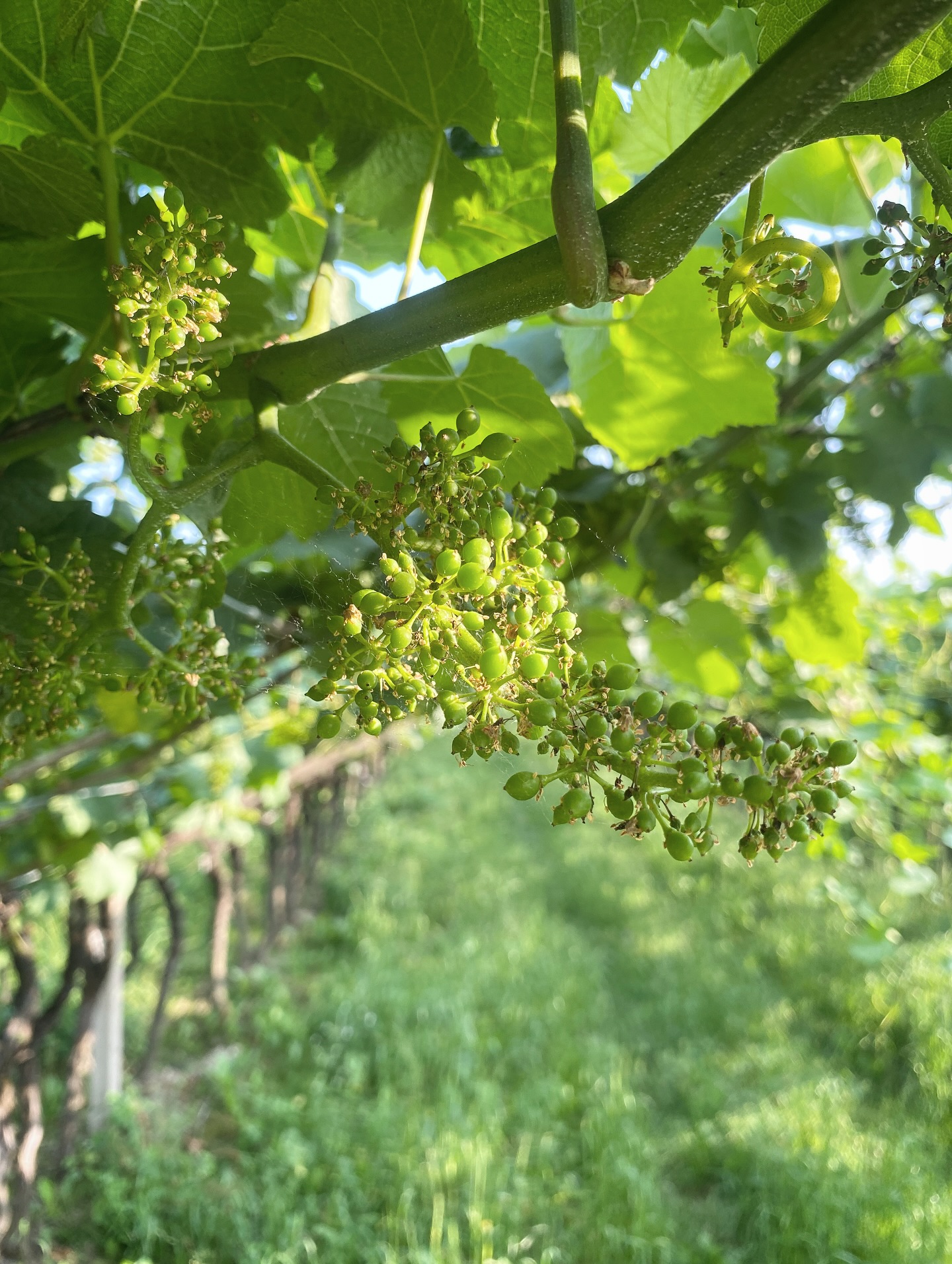 Fase di allegagione del #Lagrein: la fecondazione è avvenuta e i fiori stanno lasciando spazio agli acini, che iniziano a formarsi e ingrossarsi. È un momento delicato, in cui il vigneto seleziona naturalmente i frutti che porterà a maturazione. Da qui parte il cammino verso una nuova vendemmia.