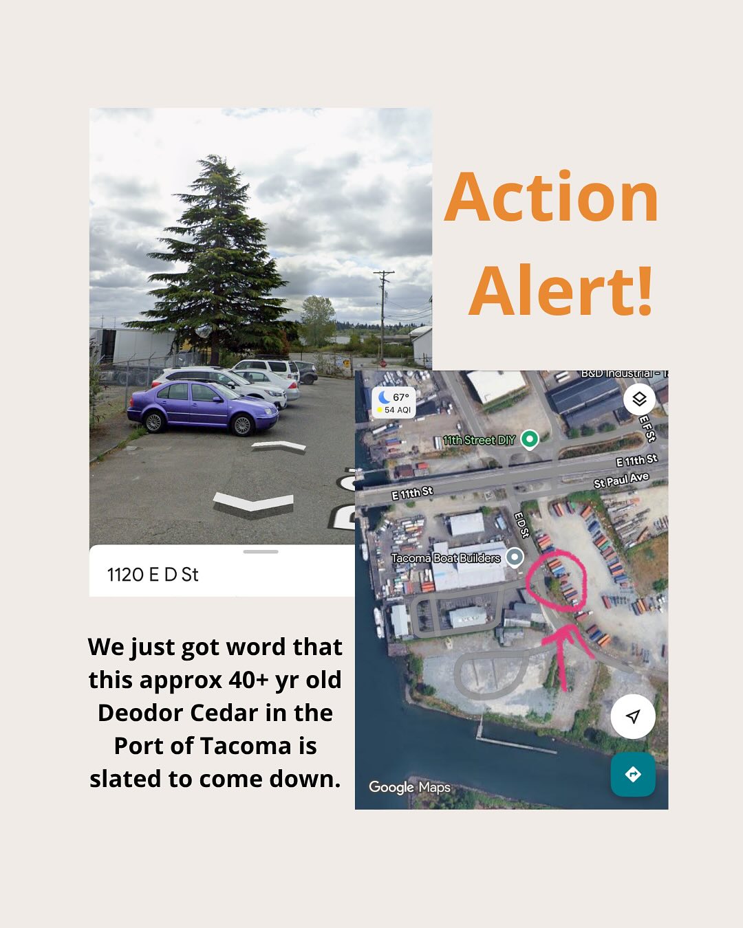 Action Alert! We found out today about another tree that is slated to come down. @tacomaschools @bnbuilders @portoftacoma Can you tell us why this tree is coming down? It’s the only tree providing shade to a future school site and it’s on the edge of a lot. @bnbuilders has stated their commitment to sustainability and care for our planet, so why not be true to your word and save this tree?