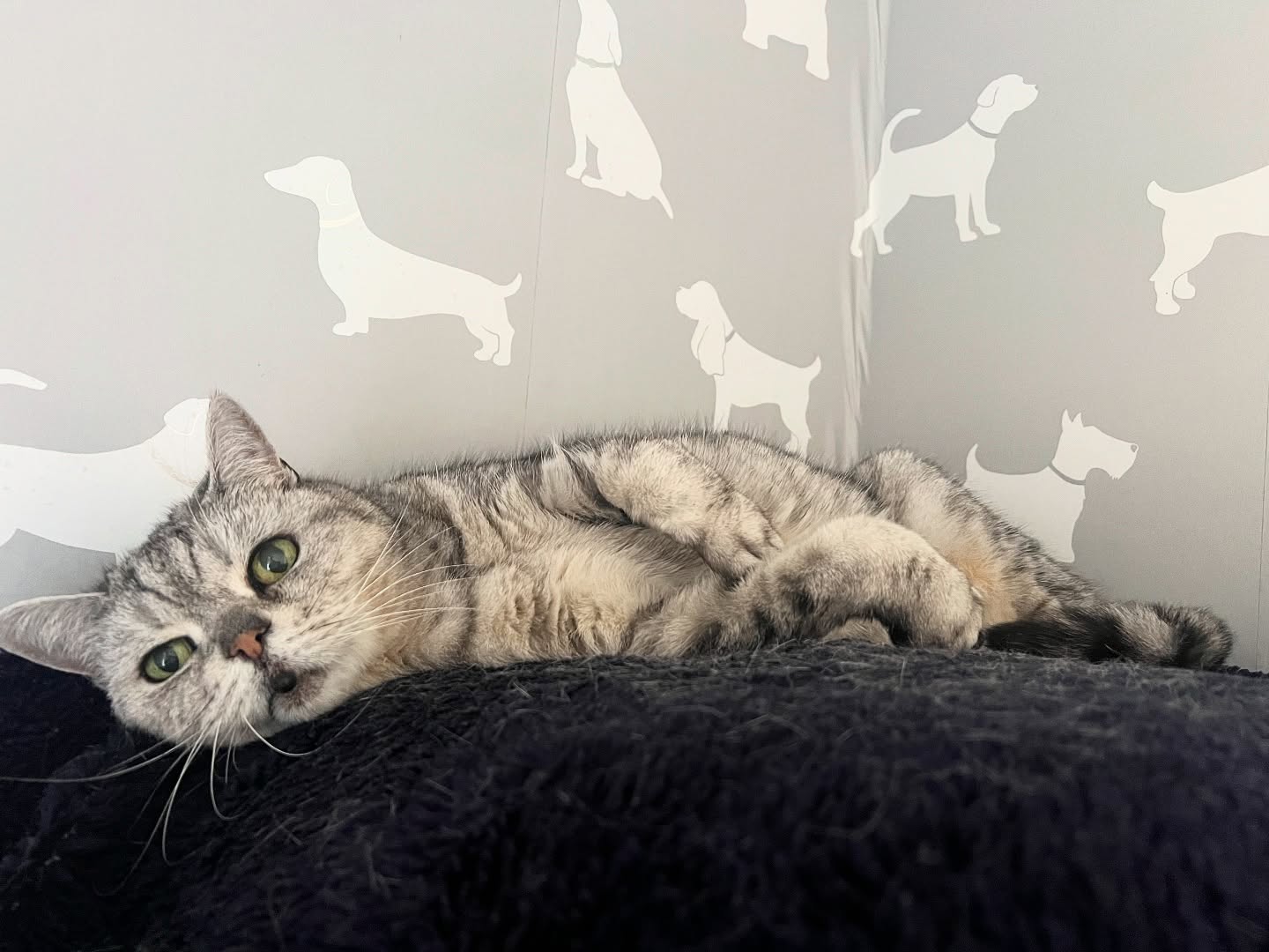Charlie Girl π so nice to see them relax when they come in worried π«Άπ»
#cats #cattery #luxurycattery #horley #gatwick