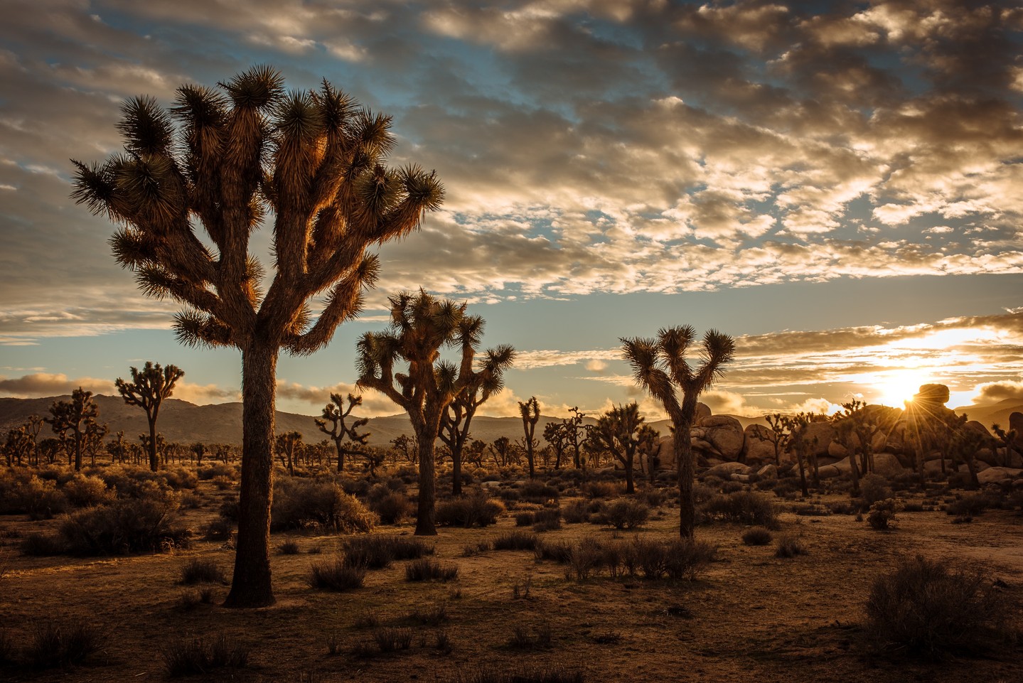 Where the desert meets the stars—Joshua Tree is otherworldly in the best way. 🌵✨ Wander among twisted trees and boulders, watch the sunset ignite the sky, then stay up late for some of the best stargazing you’ll ever experience.
It’s wild, it’s peaceful, it’s got a vibe all its own—and it might just be the escape you didn’t know you needed.
#JourneywithJen #WanderlustWednesday #JoshuaTree #DesertMagic #StarrySkies #DreamNowTravelLater #BucketListAdventures