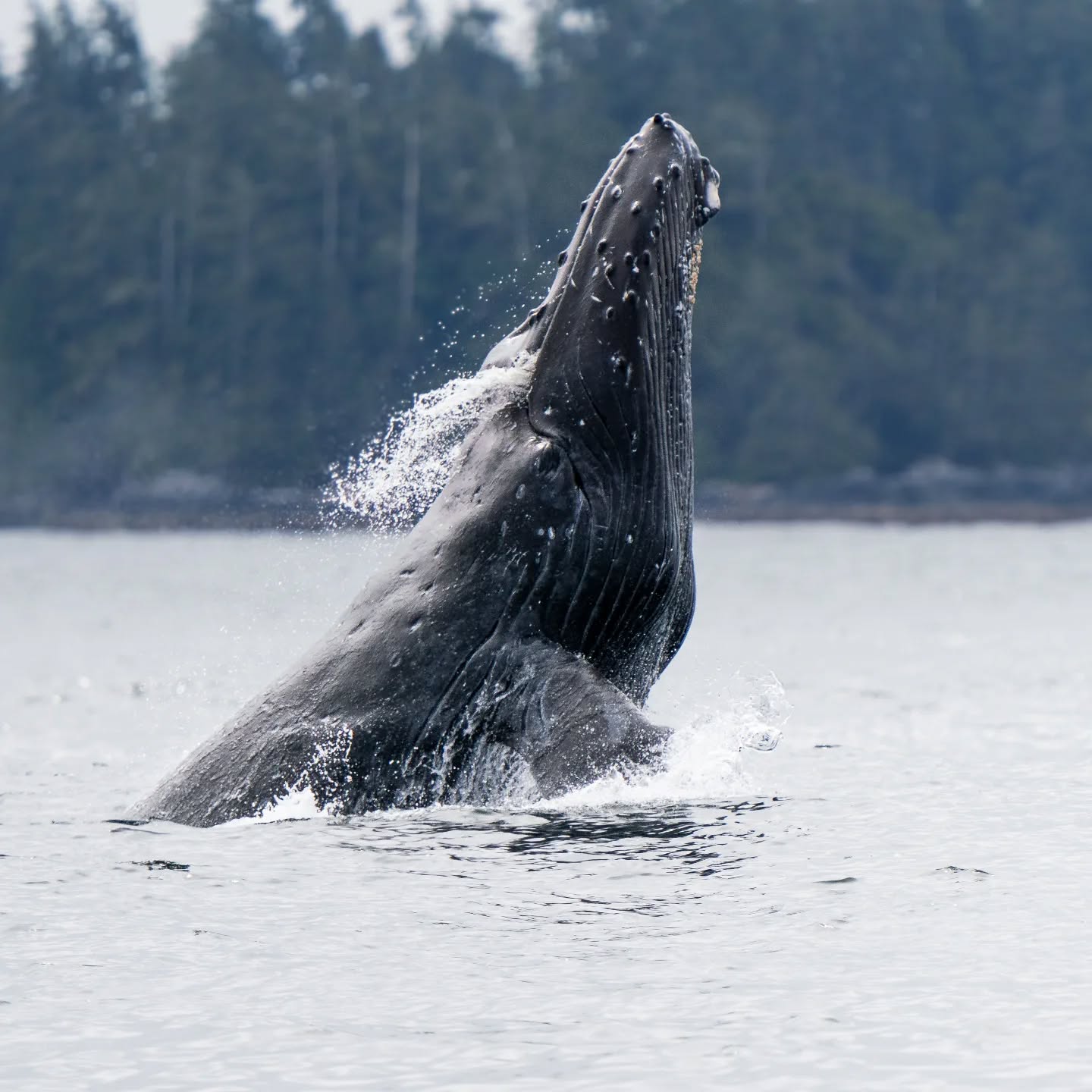 My first photo of a humpback breach! The first of many I hope! Out in Barkley Sound, seeing alot of incredible sights out on the water. Stay tuned for more.
#wildlifephotography #explorebc #explorevancouverisland #landscape #ocean #humpbackwhale #wildlife #hellobc #canada