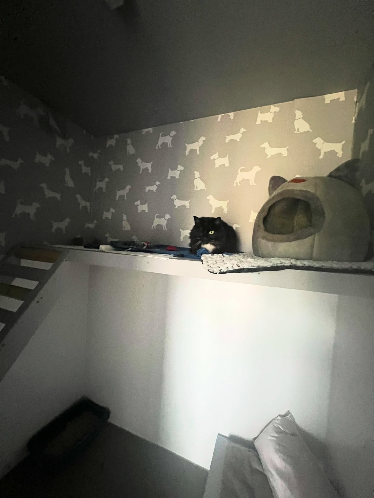 Bella π€ first time here and a slow burner but now comes out for a chat β€οΈ
#cattery #luxurycattery #blackcats #rescuecat