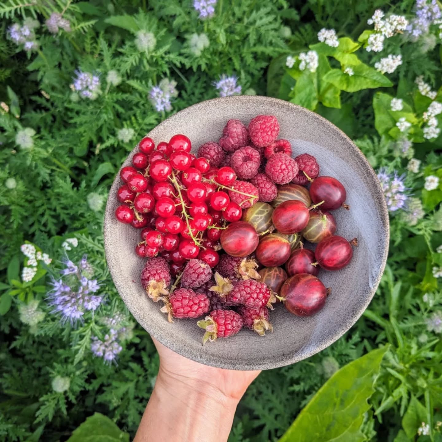 Tadaaaa, hier zijn ze dan, helder, mooi en zΓ³ smaakvol.
Spring morgen eens binnen, we zijn open voor zelfpluk.
En er is heerlijke koffie van @mok_coffee β
Betse staat morgen voor je klaar, van 10u tot 18u βοΈ
info & prijzen opnde website (link in bio)
welkom! βπ»
