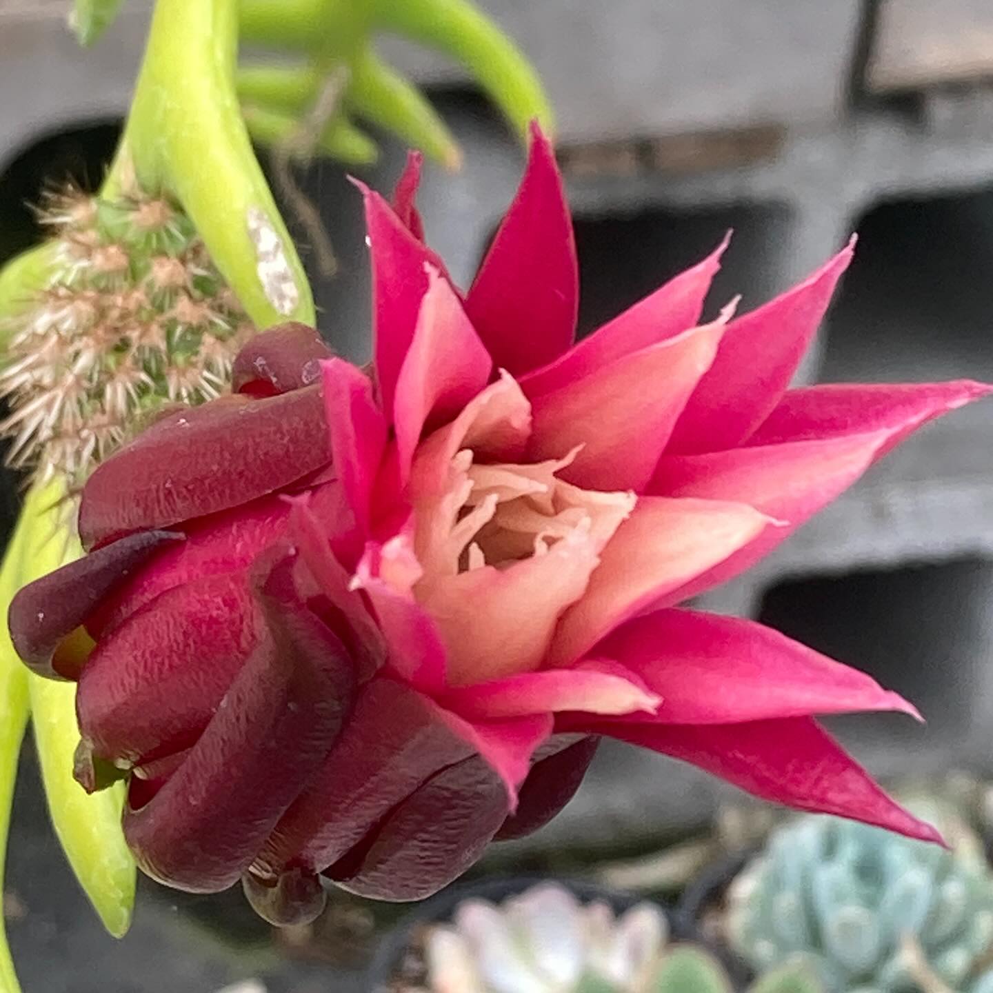 I’m finding that it’s always worth the wait. I’ve been watching and waiting (somewhat impatiently) since I first noticed a bud developing on the zigzag cactus here I. The greenhouse. Waiting is not easy or fun…but yesterday’s bloom made the wait worth while.
#roundtreefarmgreenhouse #bloom #cactus