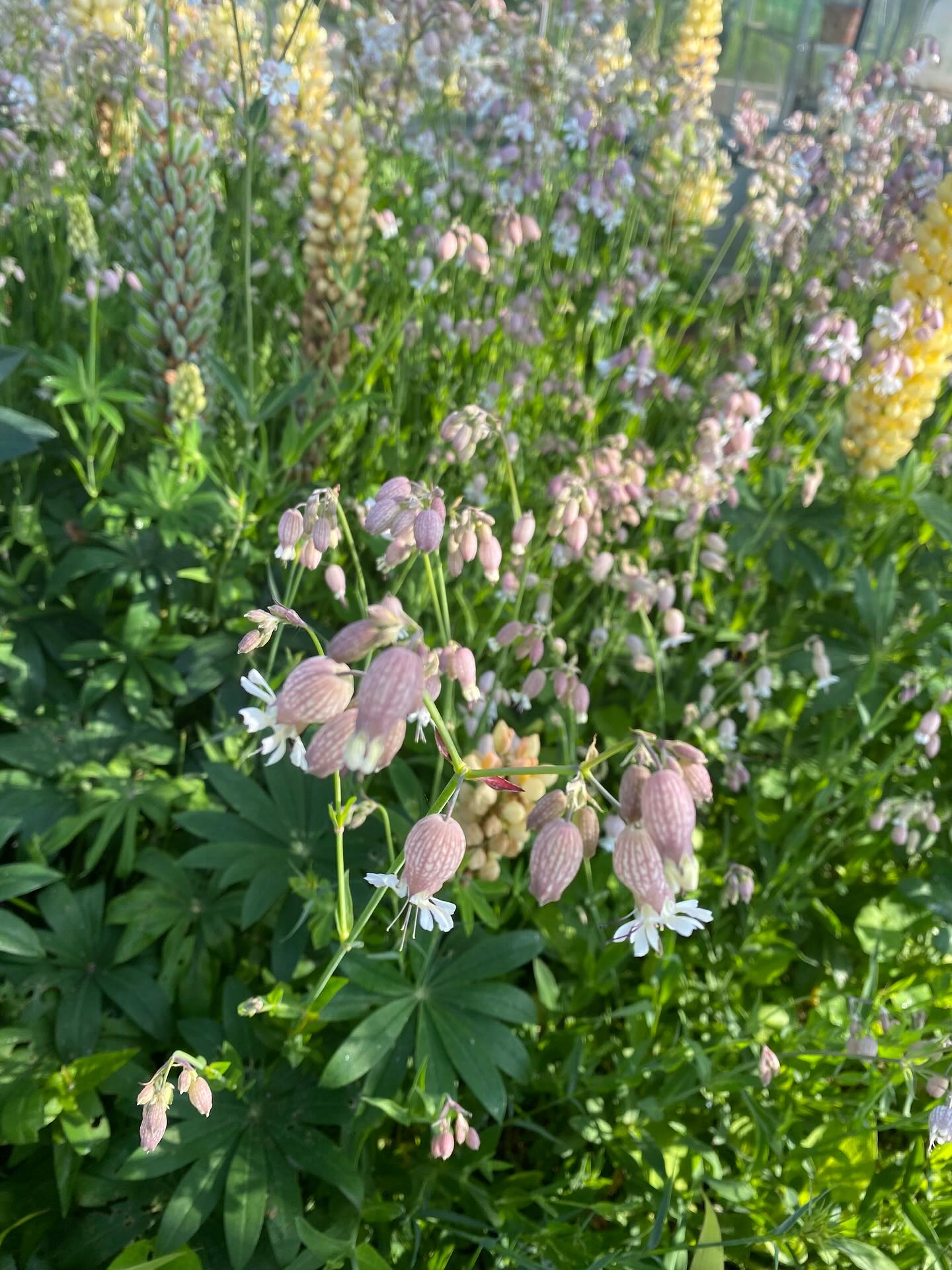 I took a week off and returned to the most beautiful sight. With lots of orders over the next few days, I headed over last night for a chop. So glad I did as it’s tiddling down now ☔️Do get in touch if you need any gorgeous flowers for a friend, family, or yourself! #locallygrown #fulloflove #summerperfume #pollinatortastic #gardenstylebouquet #flowerstodreamof #lovenature💚 #flowerswithawiggle