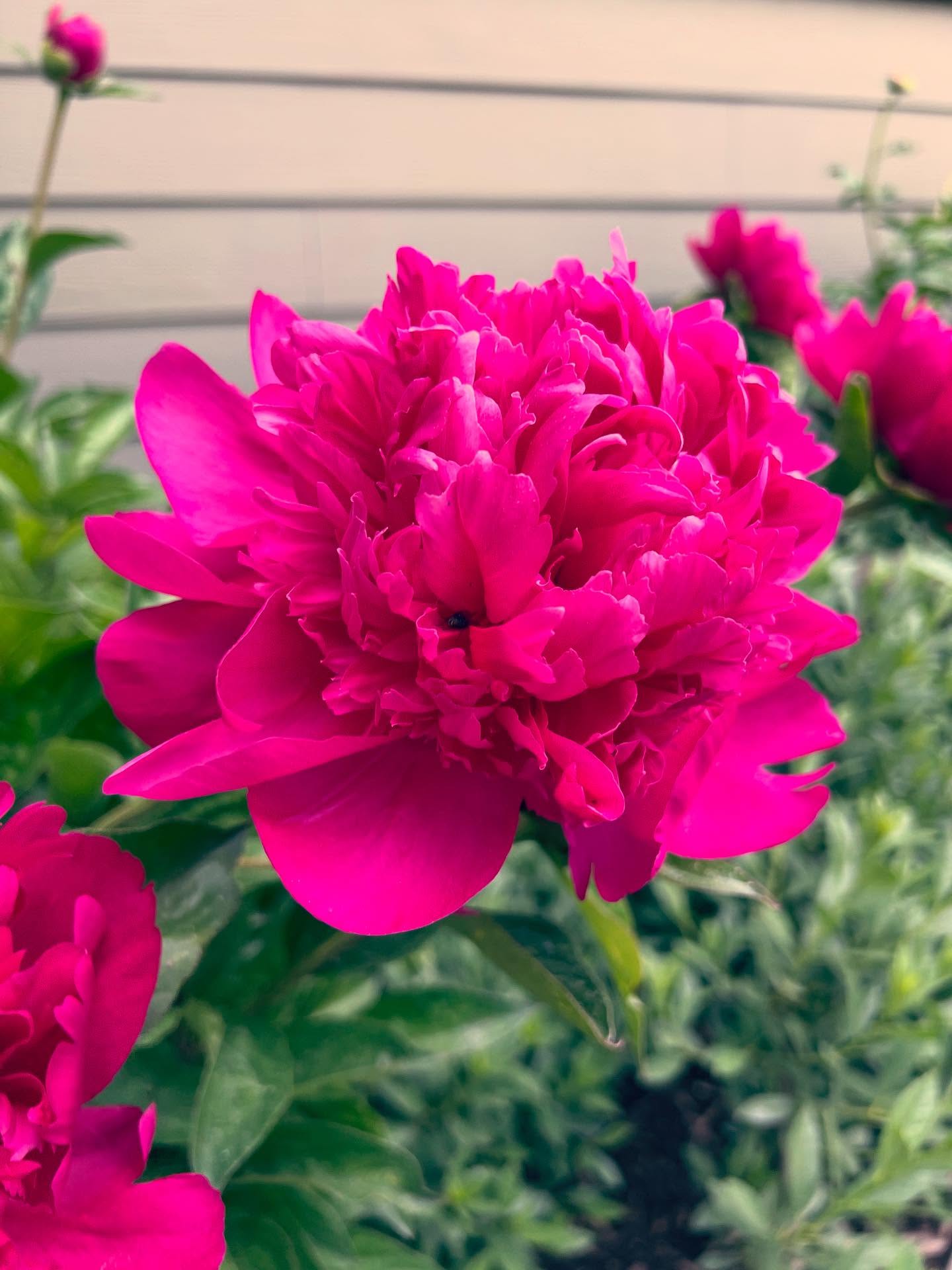 I always look forward to when my peonies bloom! I currently have 6 varieties - one is brand new this year so it won’t have flowers, another hasn’t opened yet, and these four are putting on a show…