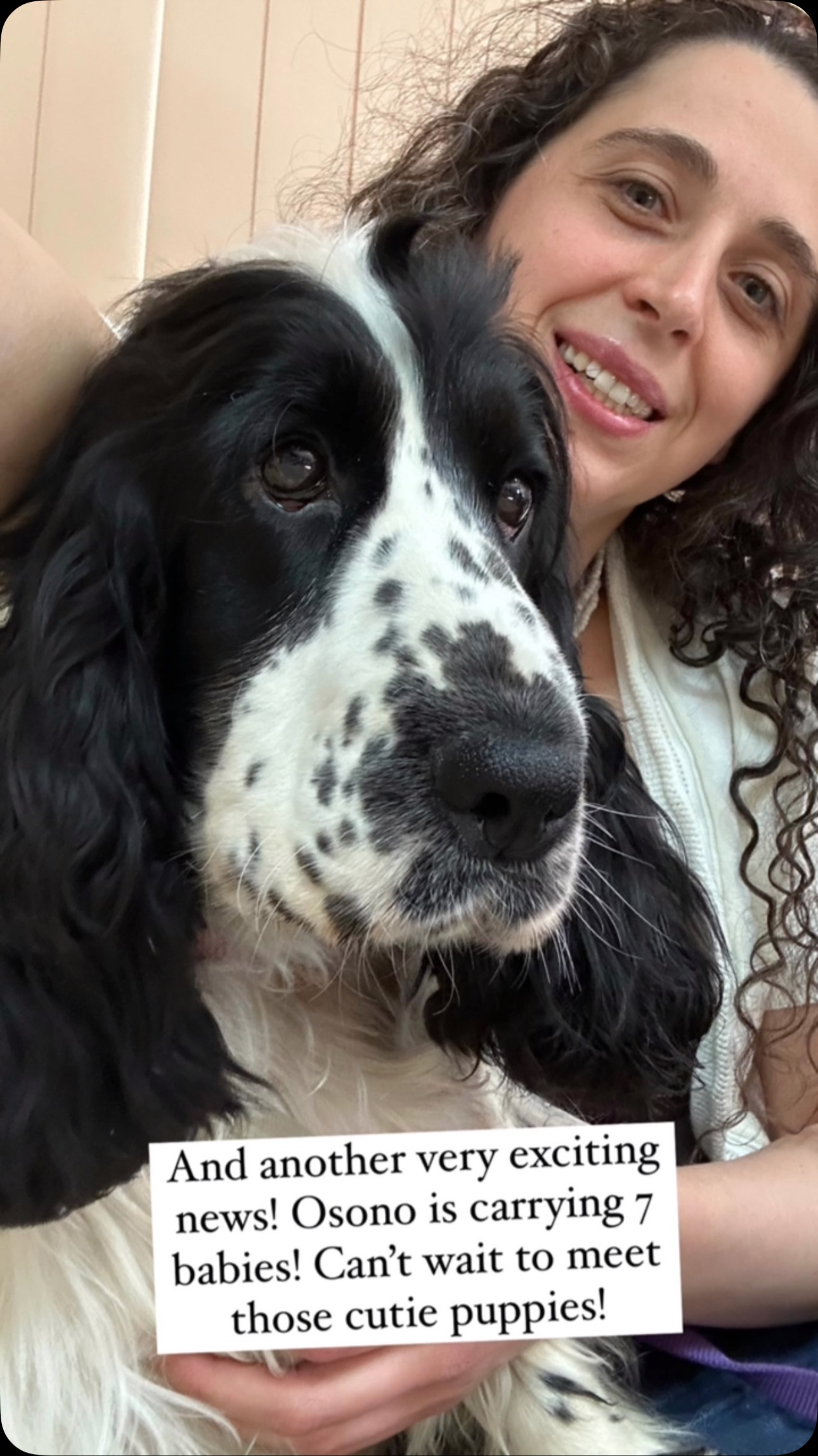 We are starting to take deposit for our English cocker puppies. Congrats to Emily for first pick. Get in touch if you would like to secure second pick!
#englishcocker
#englishcockers
#showcockers
#englishcockerpuppies
#cockers