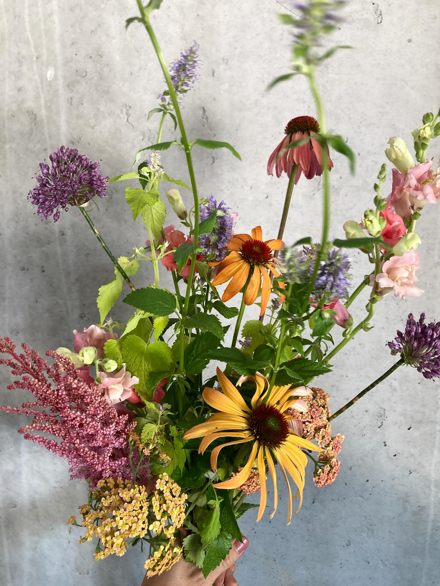Scenes of a summer harvest ✨
Florists ~ we have so many wonderful offerings for you this season! Right now we’re transitioning from late spring into summer and we’re cutting new things every day! Here are some of our favorites:
🌸 We’re loving the big, beautiful echinacea blossoms that come in every color of the rainbow. 🌈
🌸 The new-to-us garden phlox in a lovely lavender shade called ‘Franz Schubert’ and the classic clean white of ‘David’ ~ available soon! 🔜
🌸Juicy-toned scabiosa with strong stems that still retain their fun-loving sense of movement! 💃
🌸 BERRIES on the stem! Blackberries to be exact, and they’re thornless so you don’t have to worry about your hands. 💅
🌸 Strawflower in every shade and it is really sparkling this year. Available in peach shades, pink shades, or mixed colors. ✨
Those are just some of the ones that come to mind ~ we have so much more and the best way to find out about it is by getting on our wholesale list! We send our availability out each Monday for you to peruse the week’s cuttings with plenty of time. Email us at orders@peachhousefarm.com to get started. ☑️
#florist #locallygrown #flowerfarm