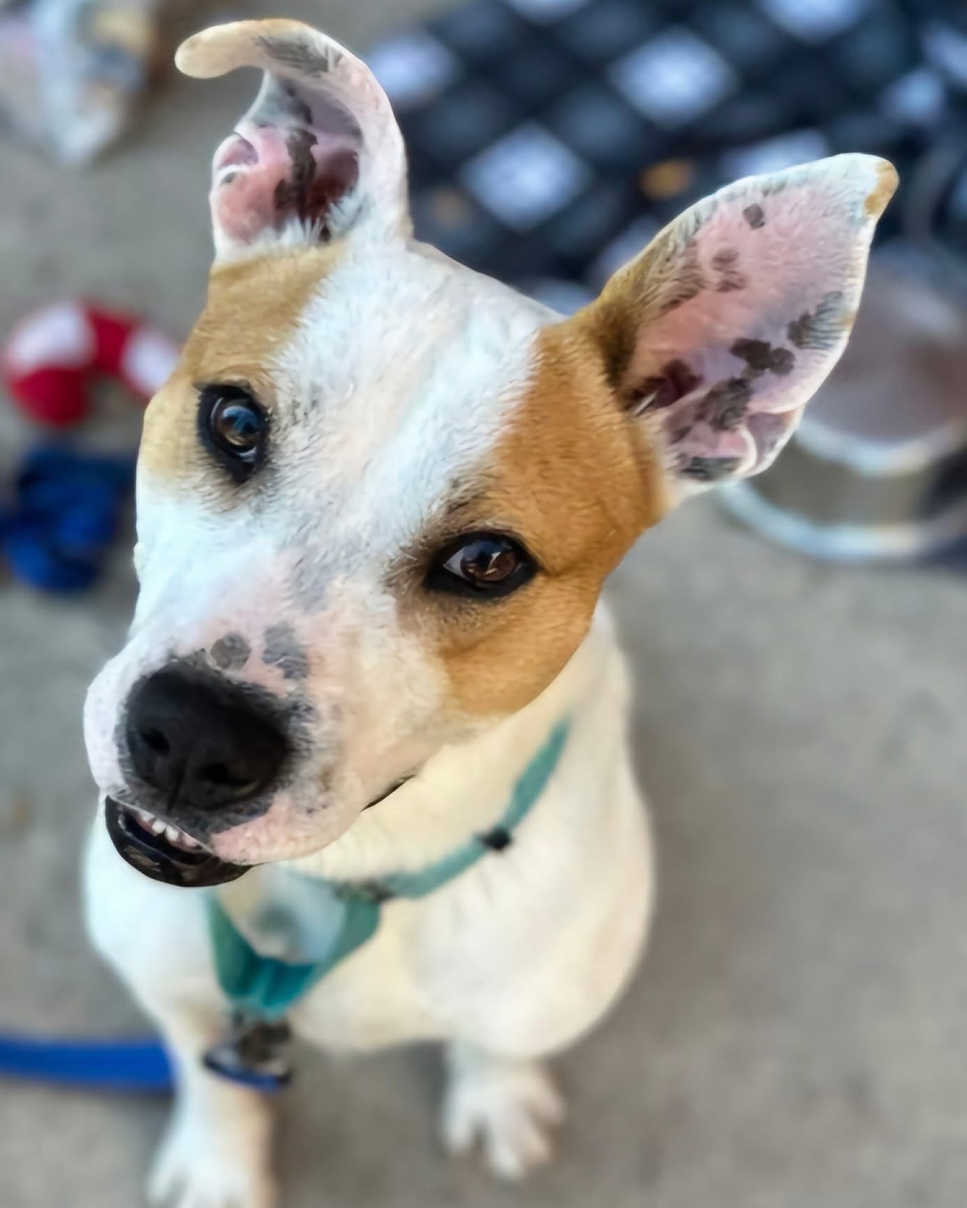 🪲This is Beetlejuice. He is a 1 year old handsome boy weighing in at around 40 lbs.
Beetlejuice is looking for his furever home. He is the perfect mix of playful and relaxed as you can tell by the pictures. He is neutered, microchipped, up to date on shots, walks well on a leash, loves car rides, crate trained, house broken, and knows basic commands. He gets along with kids, dogs of all ages, and cats.
Give this guy a chance and he will make you love him!
🐾Accepting applications at pittfriends.com
#pittfriends #friendsofthepittcountyanimalshelter #adoptdontshop #rescuedogsofinstagram #greenvillenc #pittcountync