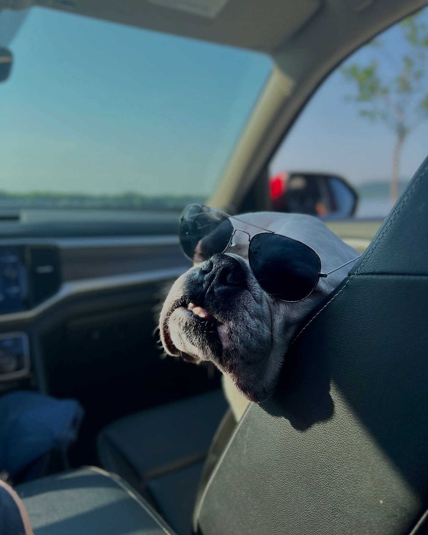 Travel season is here—and your dog deserves the front seat and the good snacks.
Whether you’re road-tripping or just cruising to the park, keep your co-pilot fueled with real, whole ingredients.
Because adventure is better with Roo Food.
#TravelWithDogs #HealthyDogFood #RooFoodOnTheGo #RealIngredientsForDogs #DogNutritionMatters