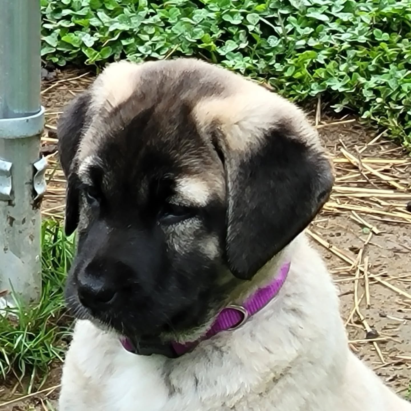 Introducing Shepherds Rest Guzel Prenses aka Guzel. This little girl is so precious and full of love and tail wags. 💕 She is related to both my Sehzade and Zuleyha that both came from Chyril Walker at Shepherds Rest. I came up with the name Guzel Prenses playing off of both Sehzade and Zuleyha's names to honor them and the bloodlines. Zuleyha meant beautiful. Sehzade means prince. This little girl is beautiful princess. Huge thank you to Chyril Walker for this precious girl! I just adore my dogs that I've gotten from you over the years. I'm so excited to have been able to add her to my crew.
www.mysticanatolians.com
www.mysticmoonlightfarm.com
#anatolianshepherddog #anatolianshepherdpuppy #anatolianshepherd #puppy #puppybreath #newpuppy #anatolianpuppy #shepherdsrest #mysticanatolians #doglover #mysticmoonlightfarm #livestockguardiandog #lgd