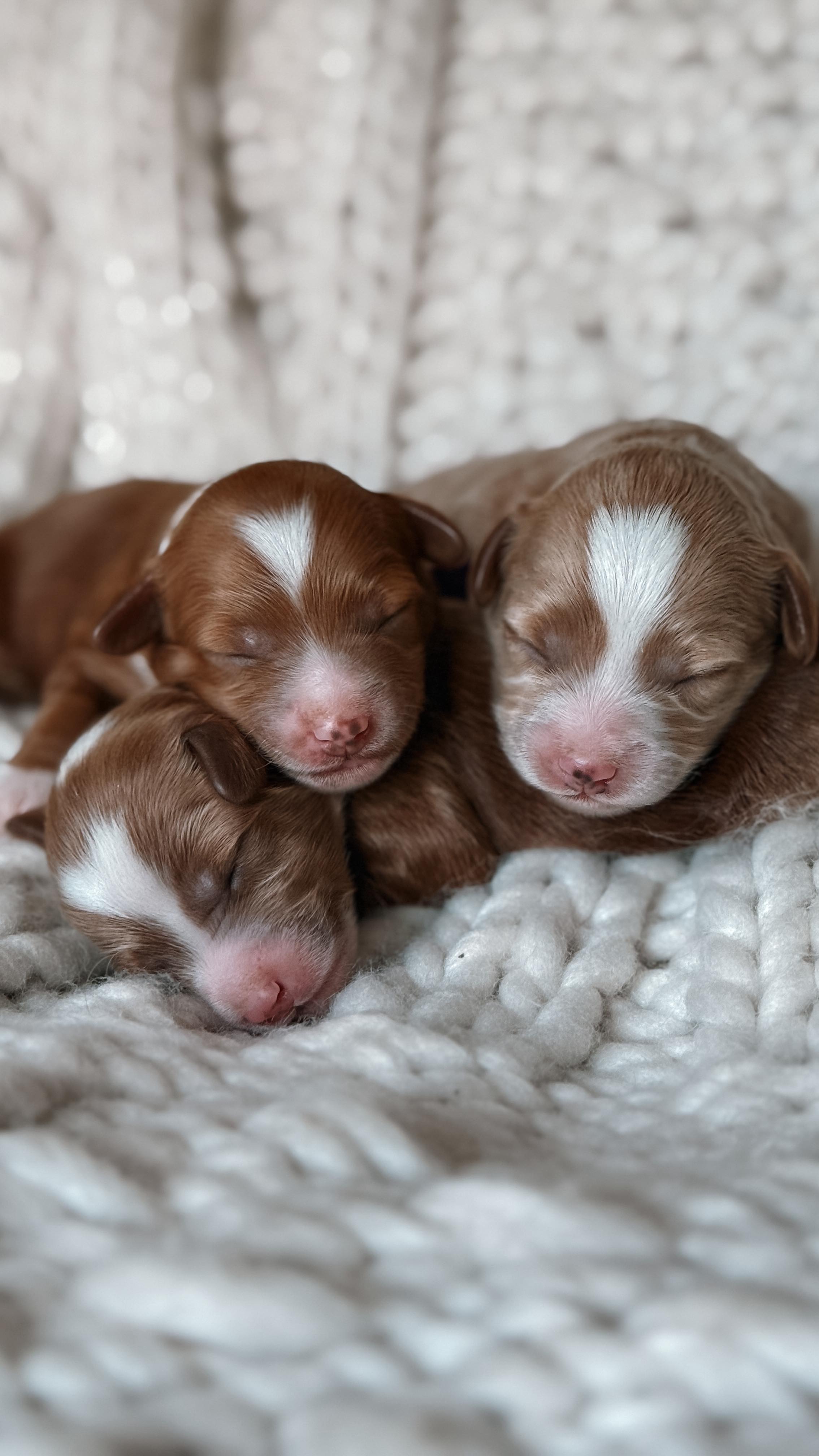 Our Micro Mini Goldendoodles are officially 1 WEEK OLD! 🐾
They’re snuggly, sleepy, and already stealing hearts 💕
Follow along for weekly pupdates! 🐶 — eyes opening soon 👀
Litter name theme reveal coming soon!
We’ve chosen something super special for this litter, and we can’t wait to share it with you!🩷
Any guesses? 👇
#GoldendoodlePuppies #MicroMiniGoldendoodle #PuppyLove #1WeekOld #BreederLife #DoodlePuppies #DoodleBabies #GirlMom