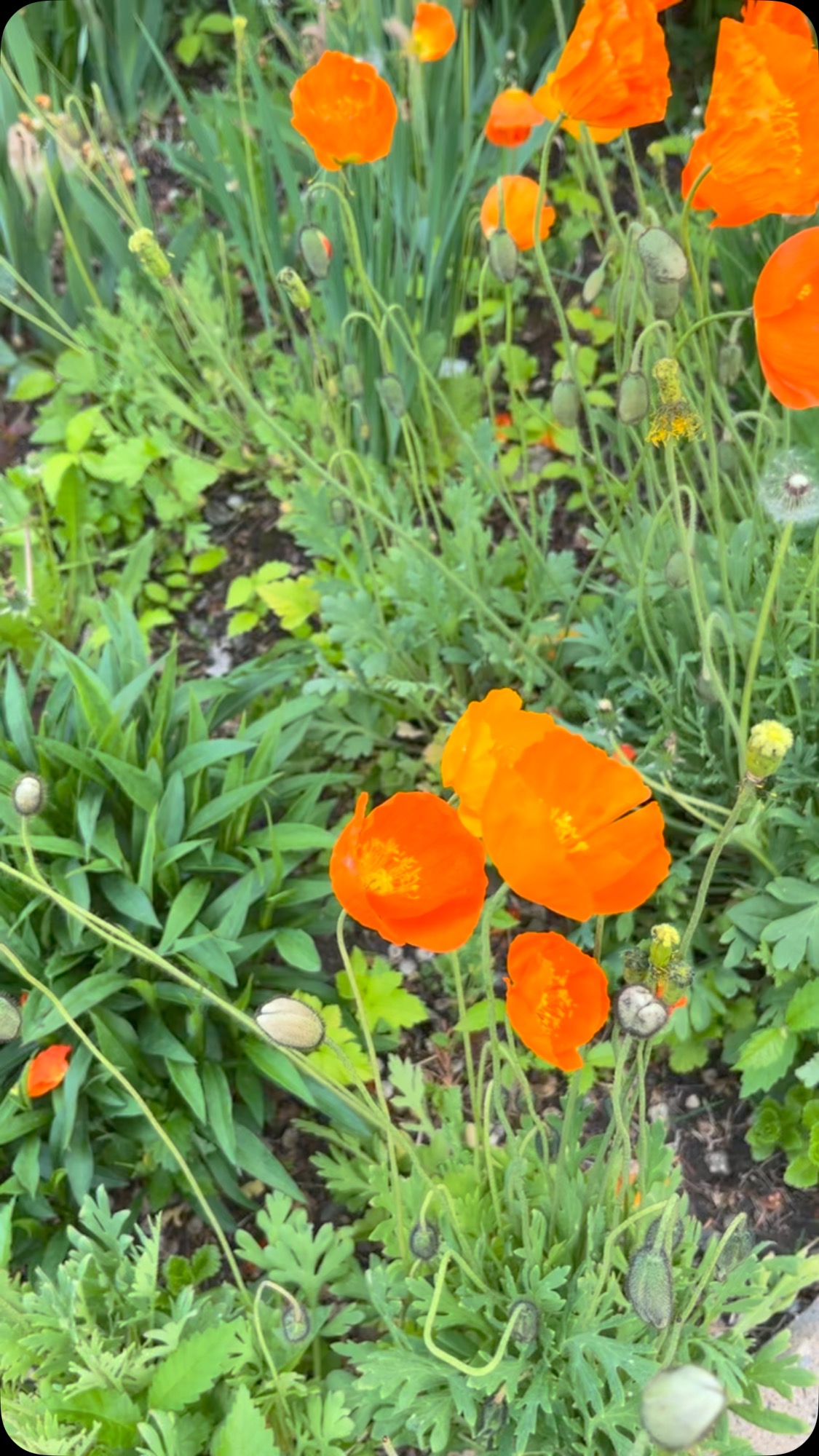 Poppies - They grow where they want. They aren’t the kind of flower you put in a vase. Something about them, always makes me pause.
What flowers make you pause?