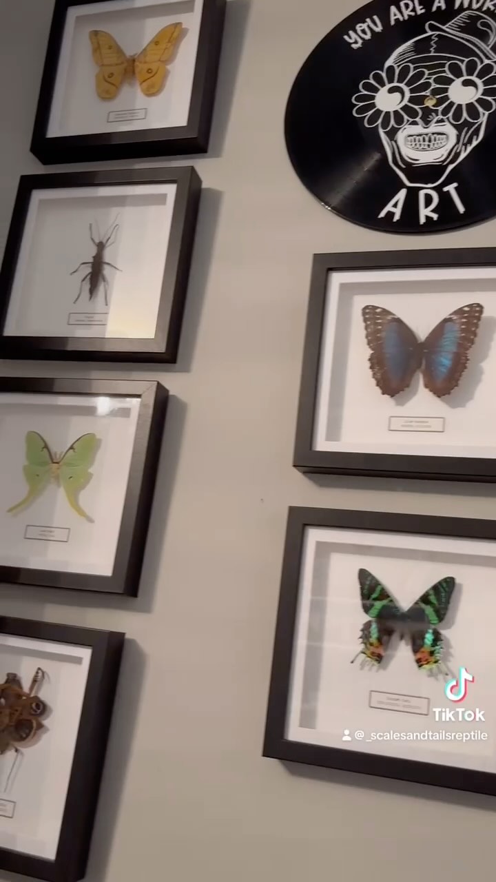 Shoutout to _scalesandtailsreptile for this awesome video of their collection 😍
#EntomologyArt #OdditiesAndCuriosities #InsectPreservation #NatureIsMetal #DeathsHeadHawkMoth #TaxidermyArt #Handcrafted #InsectCollector #InsectTaxidermy #InsectDisplay #WeirdIsBeautiful #InsectsOfInstagram #naturalhistoryart #NatureArt #framedart #entomologyforsale #framedbutterfly #naturalhistory #taxidermyforsale #butterflyframe #HomeDecor #NatureLovers #InsectArt #uniquefinds #butterflyframe