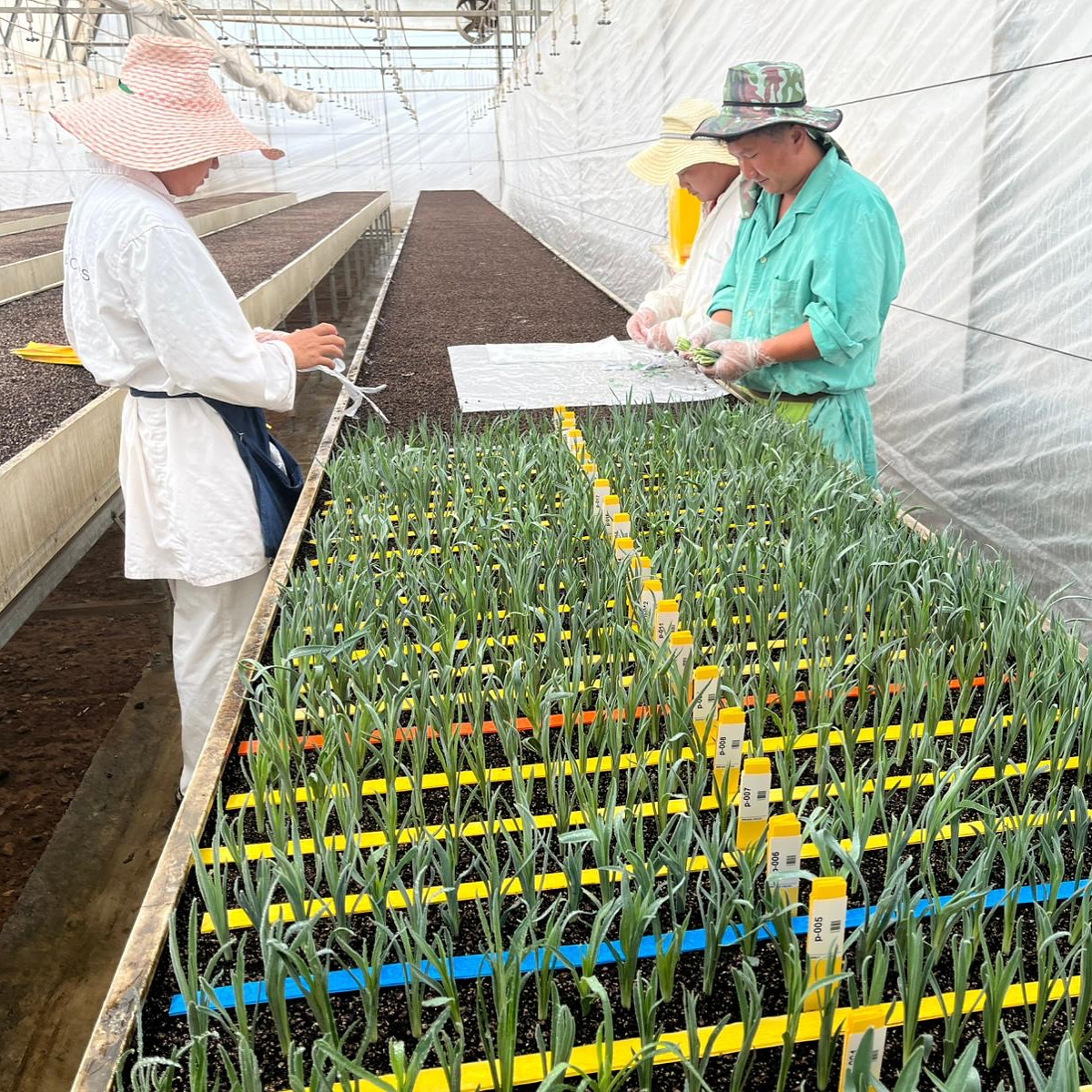 Rooting the new codes