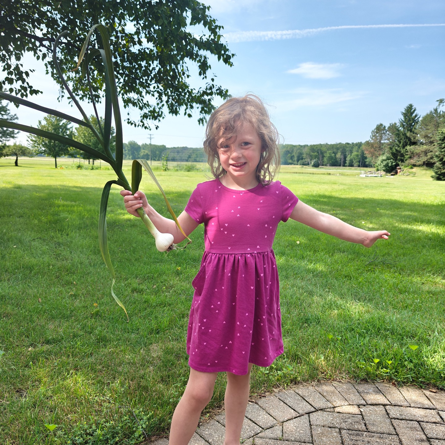 The littlest farmer is super excited that her "baby garlics" are no longer babies but almost ready for harvest!
She's hoping all her "babies" go to good homes. You can "adopt" your very own Birchfield Farm "garlic babies" by pre-ordering on our website: www.thefarmatbirchfield.com
We have Music and Svea hard-neck garlic, and will be offering seed, culinary, and new this year, BRAIDED GARLIC!
Garlic will be harvested soon and ready for shipping or pick-up in August. Who's getting some of these "babies"?