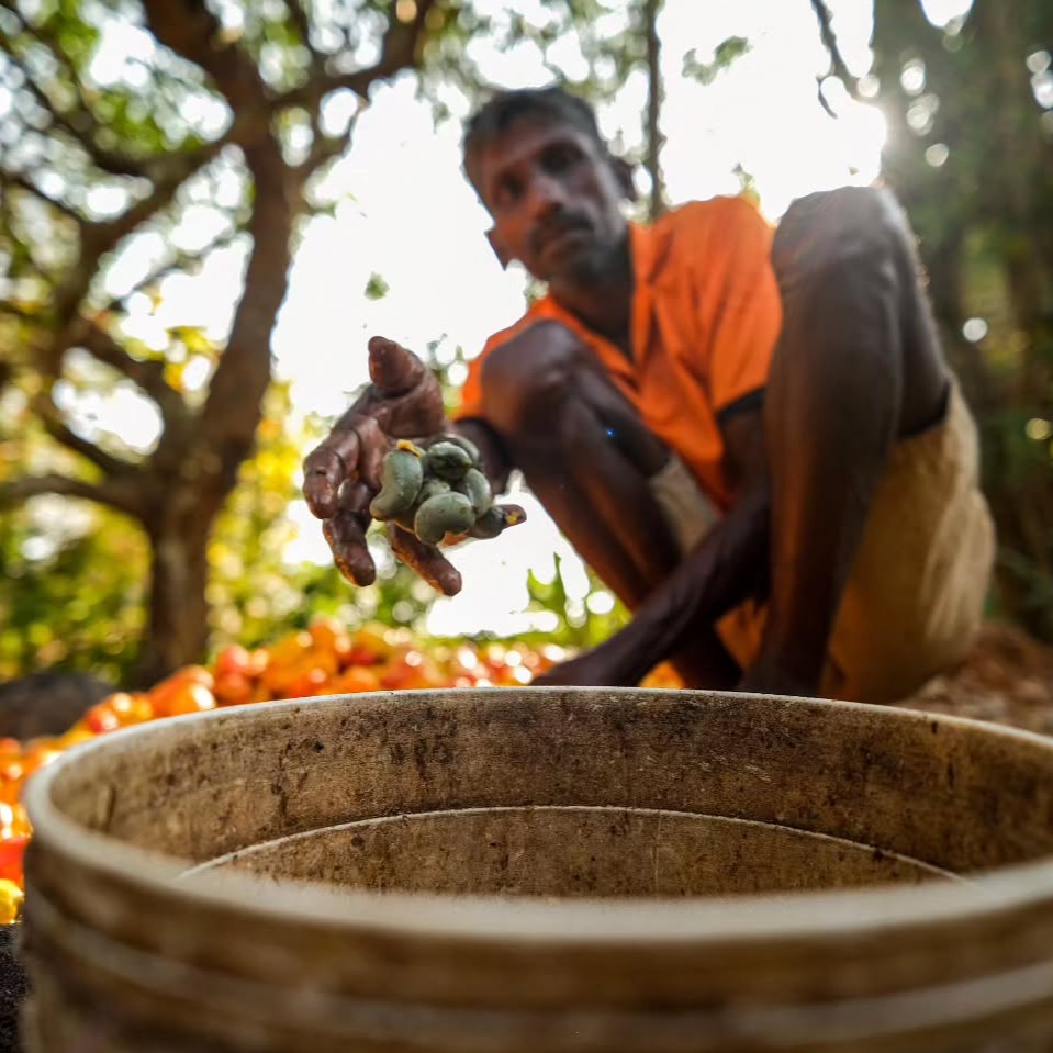 The Hands That Sustain. The Lives That Don’t.
A 3-part series by Rohan Fernandes (@rohanyuri)
These images of Goa’s Feni Makers were taken deep in the hinterland, where cashew apples are still crushed by hand and distilled in clay or copper pots over firewood.
Feni-making has survived for generations, but today, land pressure, shrinking cashew yields, and inconsistent rainfall make every harvest uncertain. Many distillers now do it only part-time, or not at all.
And still, the scent of fermenting fruit lingers in the air. The process continues; fewer hands, but the same care.
📸 Behind the scenes: “I waited for the afternoon light to dip golden, using it to draw warmth out of the scene. I shot handheld, up close, with a prime lens that could hold both skin and fruit in sharp focus.”
#theimpactsociety #fenimaking #traditionalprofessions #culture #craft #climatechange #sustainability #goa #heritage #documentaryphotography