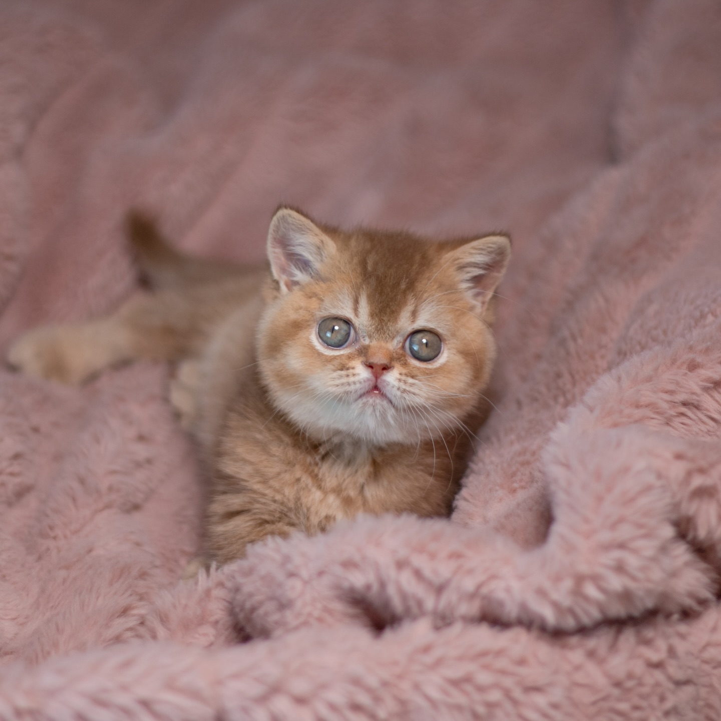 Cinnamon is almost 8 weeks old now! He’ll be ready to go home in late July, after his neuter surgery.
#britishshorthairs #kitten #cattery #britishshorthair #kittens #bsh #britishshorthairkitten