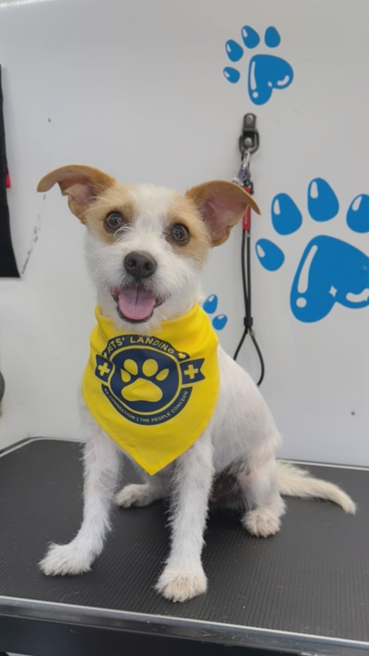 Some vids and pics at Skid Row ๐๐ Itโs so great to be able to help these animals get clean ๐งผ๐ซง feel the summer breeze ๐ถโ๏ธ and trim their cute little nails ๐พ 
#818valley #lovedogs #sanfernandovalleydogs #doggrooming #fluffypawsgrooming #sanfernandovalley #cutedogs #grooming #womeninbusiness #818 #volunteer #mobiledoggrooming #mobiledoggroomer #skidrow