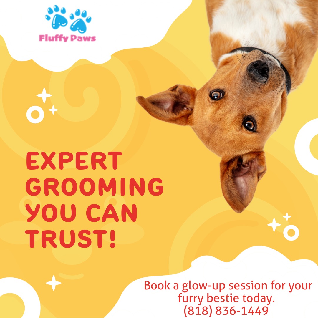 Gentle Care, Happy Pets
Every grooming session is a moment of love! ๐โจ Whether itโs a bubbly bath or a gentle brush, we treat your dogs and cats like family. Because your furry friend deserves the best! ๐
๐Book today and let the pampering begin!
#818valley #lovedogs #sanfernandovalleydogs #doggrooming #fluffypawsgrooming #sanfernandovalley #cutedogs #grooming #womeninbusiness #818 #volunteer #mobiledoggrooming #mobiledoggroomer